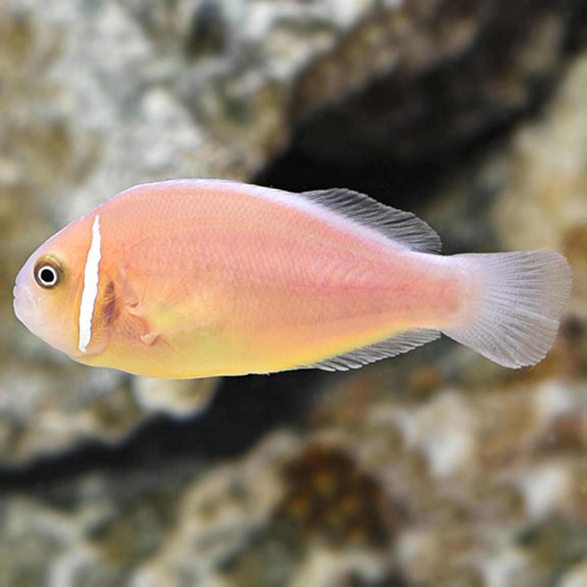 Pink Skunk Clownfish