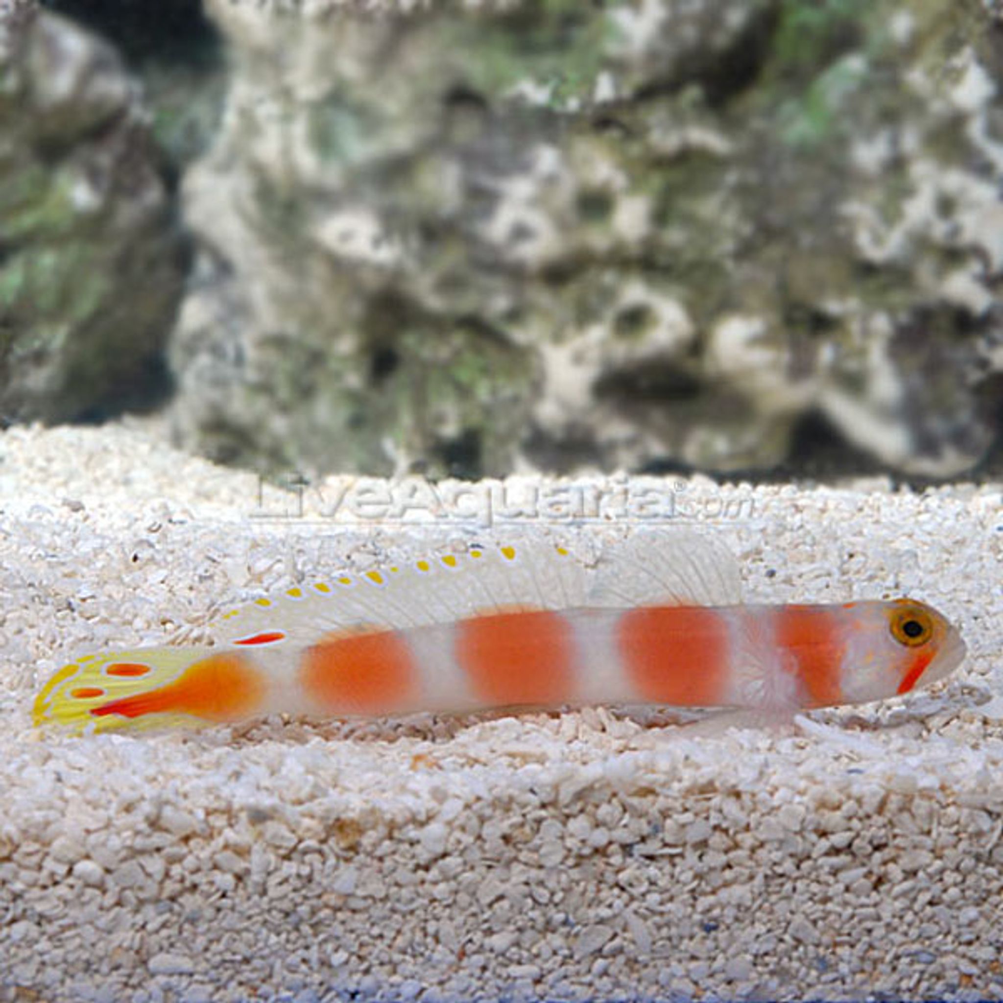 Pink Bar Shrimp Goby