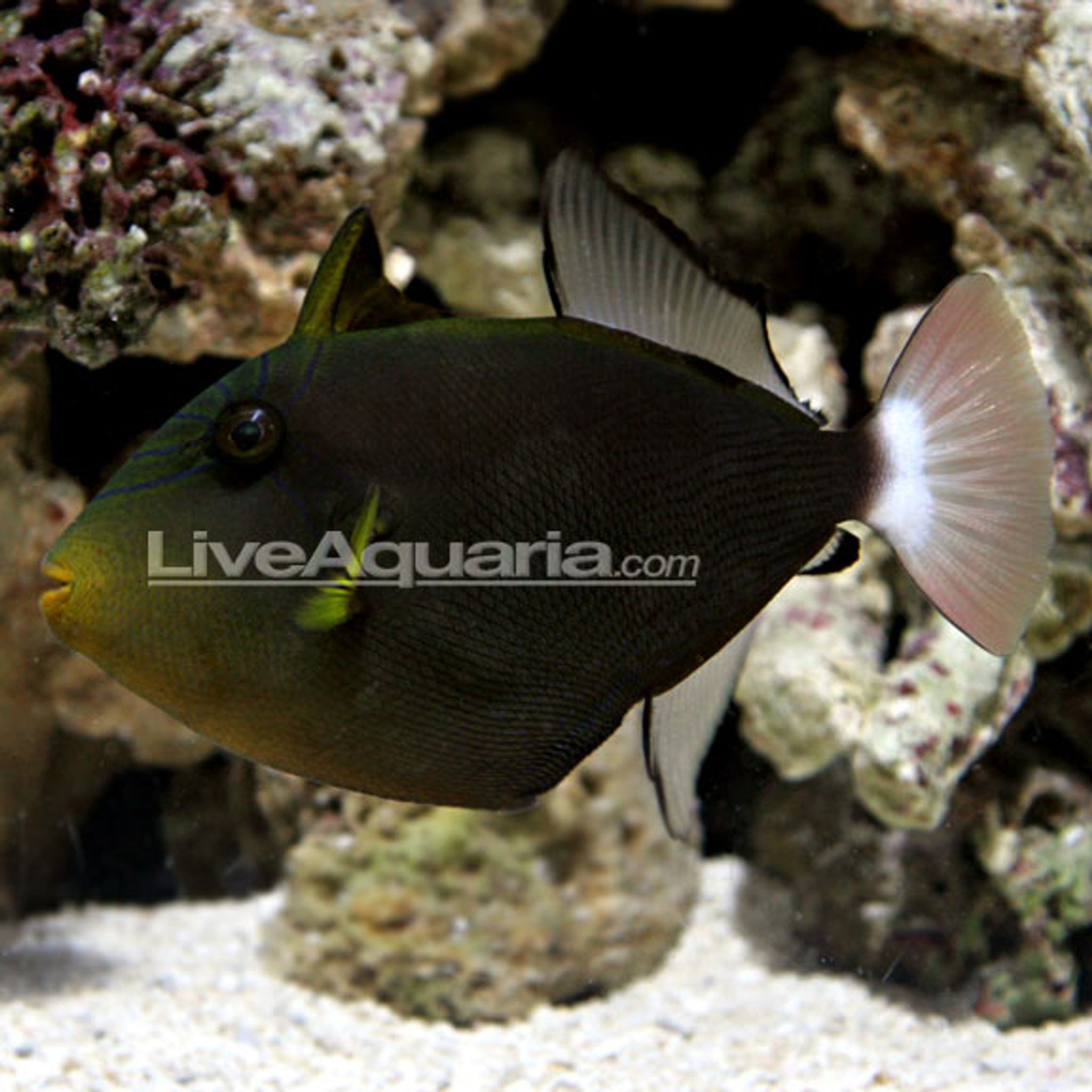 Pinktail Triggerfish