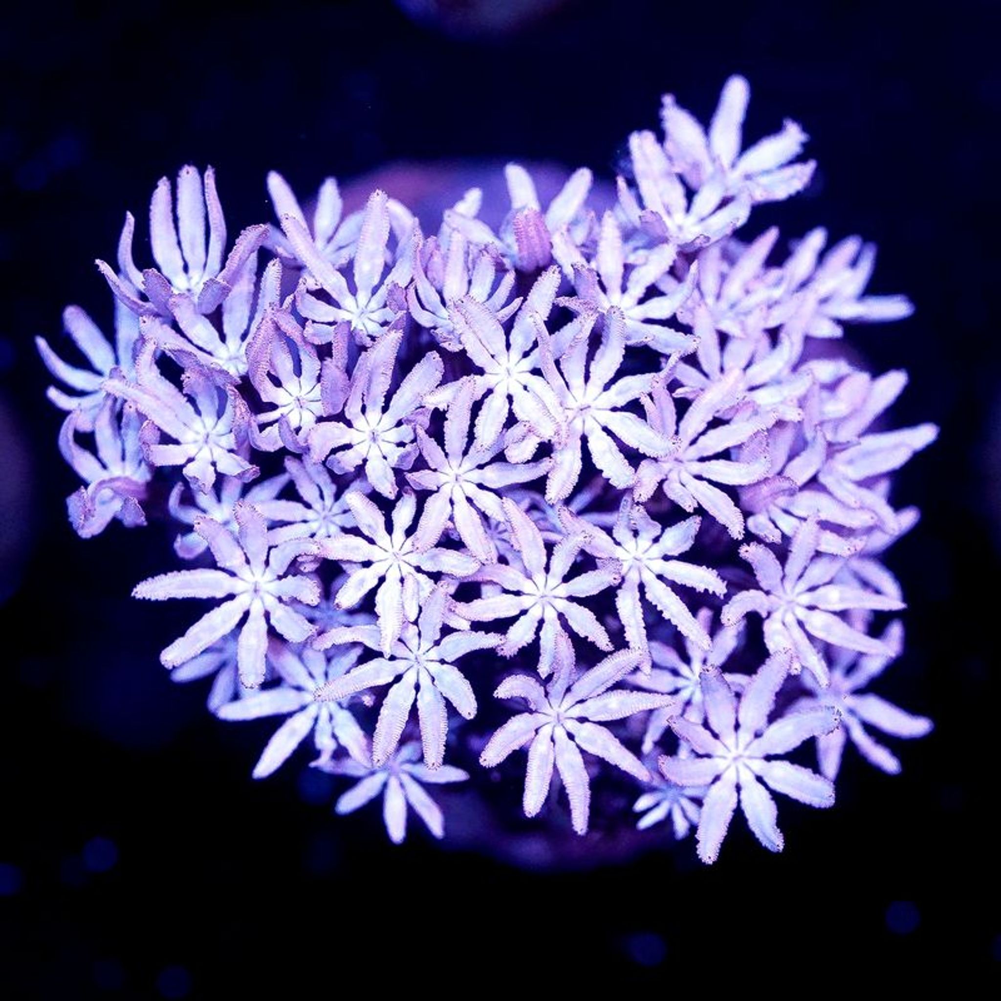 Pipe Organ Coral Frag - Almost WYSIWYG