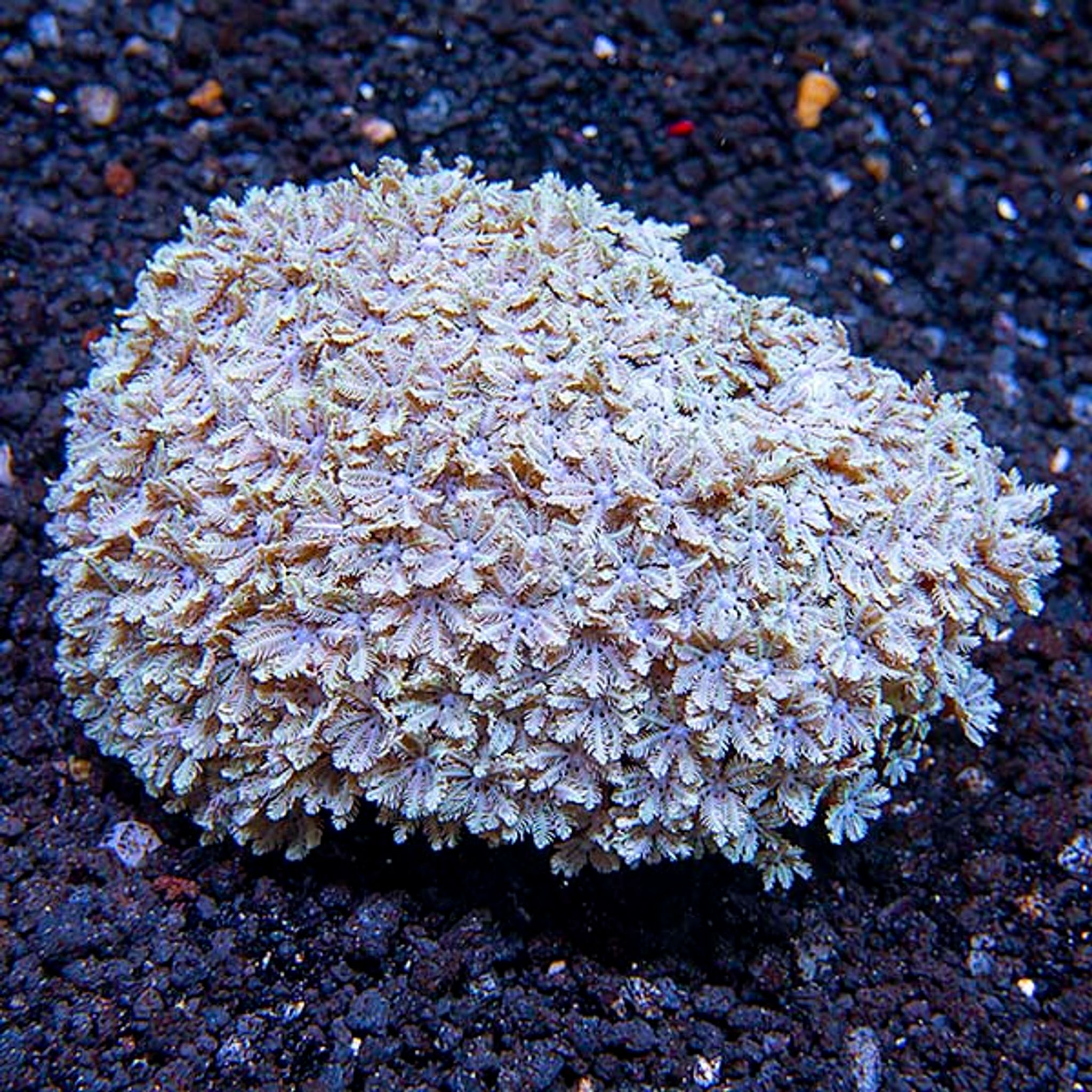 Pipe Organ Coral