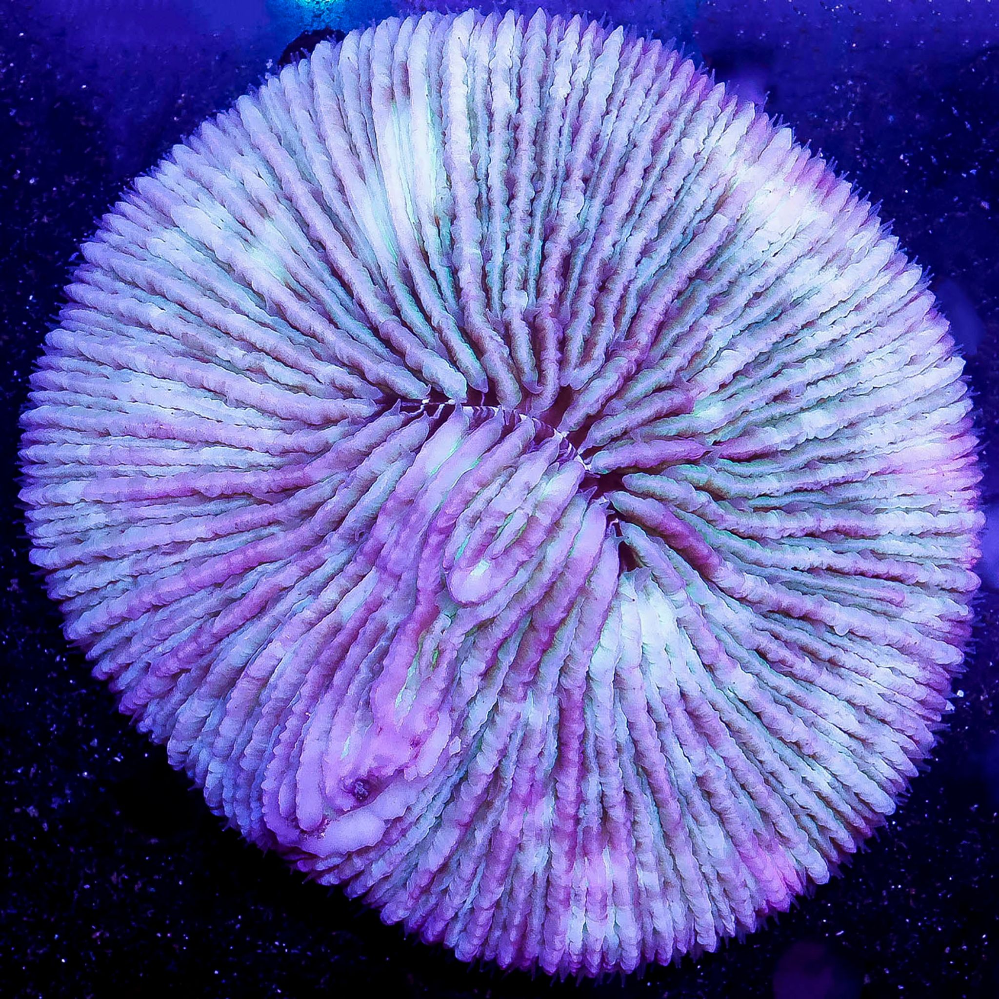 Plate Coral - Short Tentacle 2.5" WYSIWYG