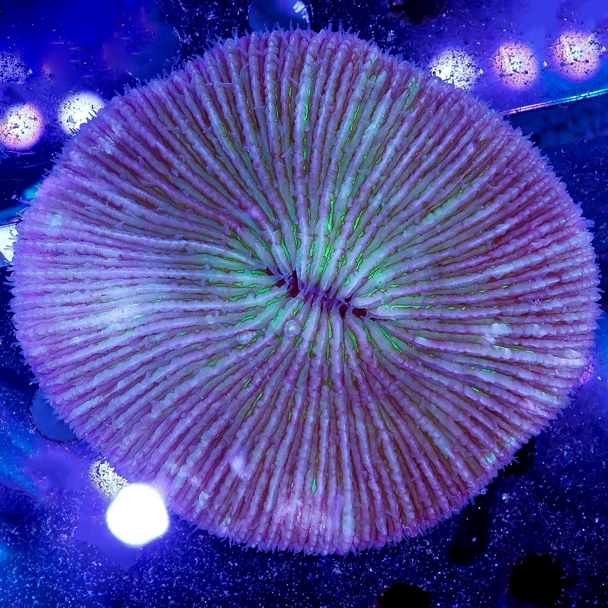 Plate Coral - Short Tentacle 3.5" WYSIWYG