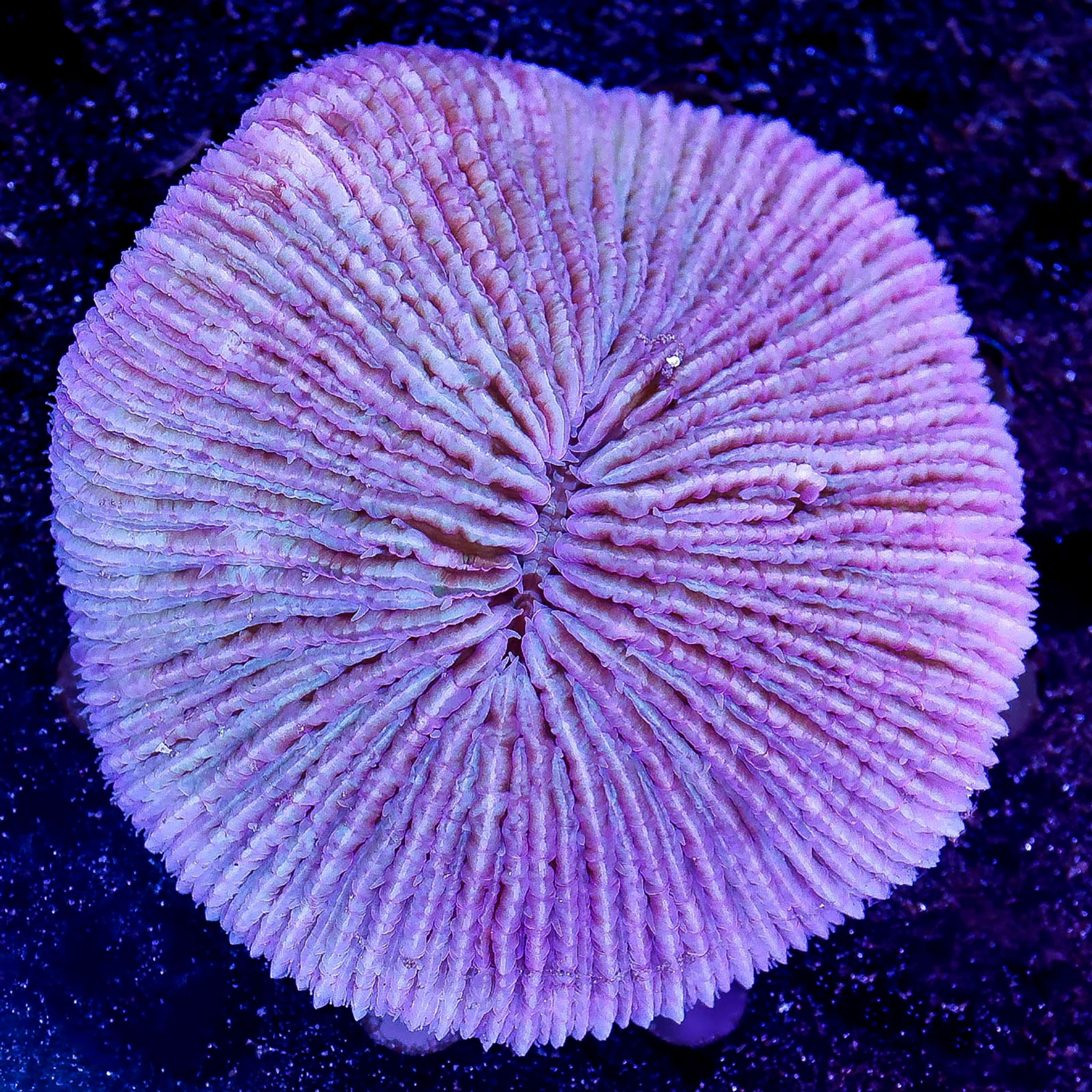 Plate Coral - Short Tentacle 3" WYSIWYG