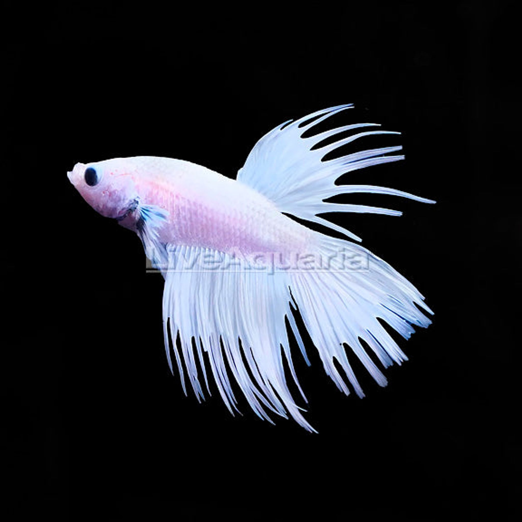 Platinum Crowntail Betta, Male (Betta splendens)