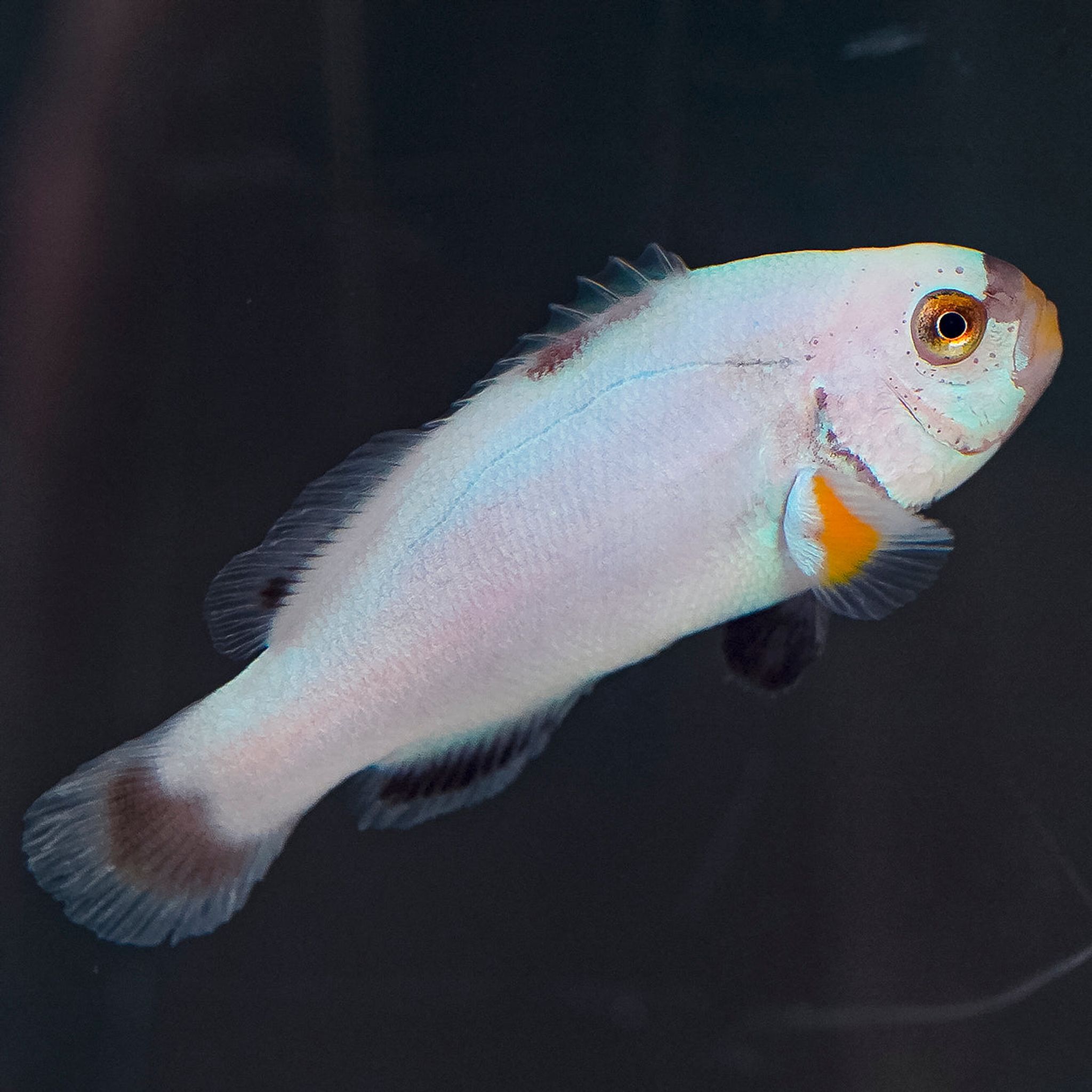 Platinum Percula Clownfish, Captive Bred 1.5" WYSIWYG