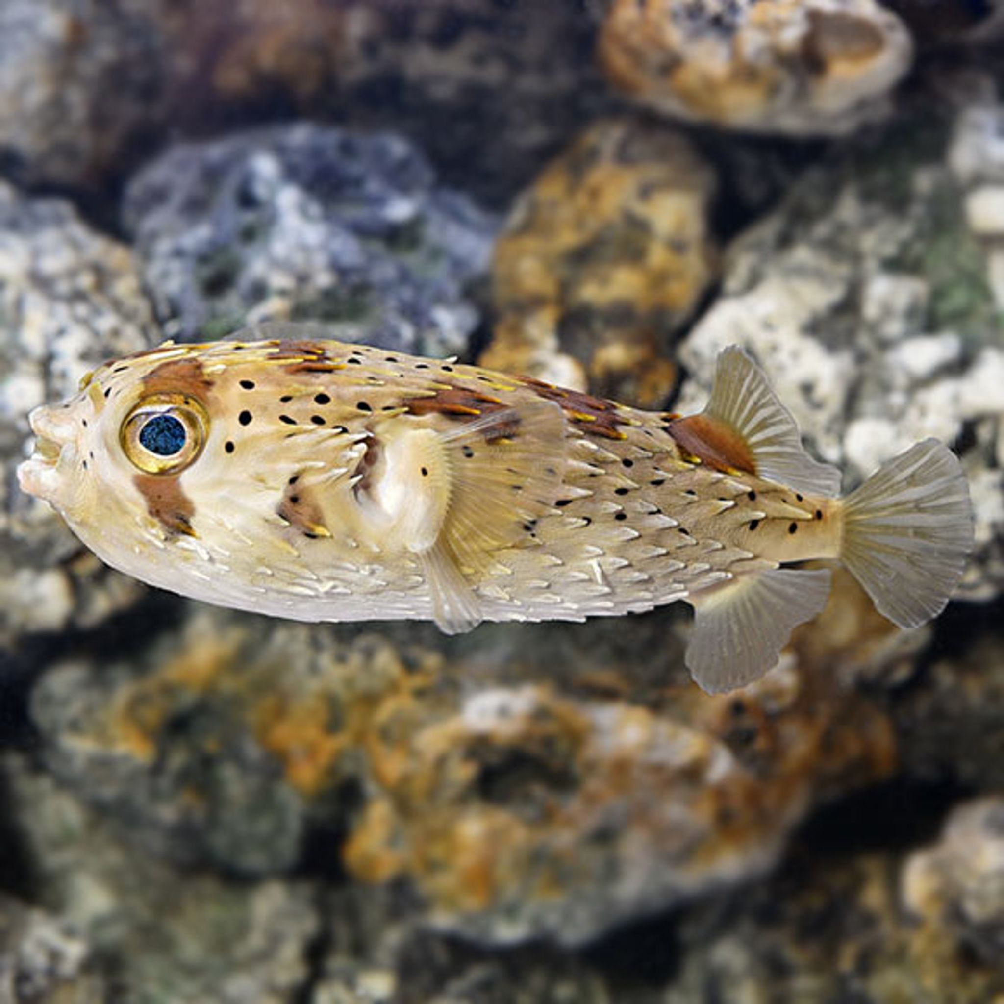 How to Feed Porcupine Puffer: Foods, Frequency and Common Feeding Problems