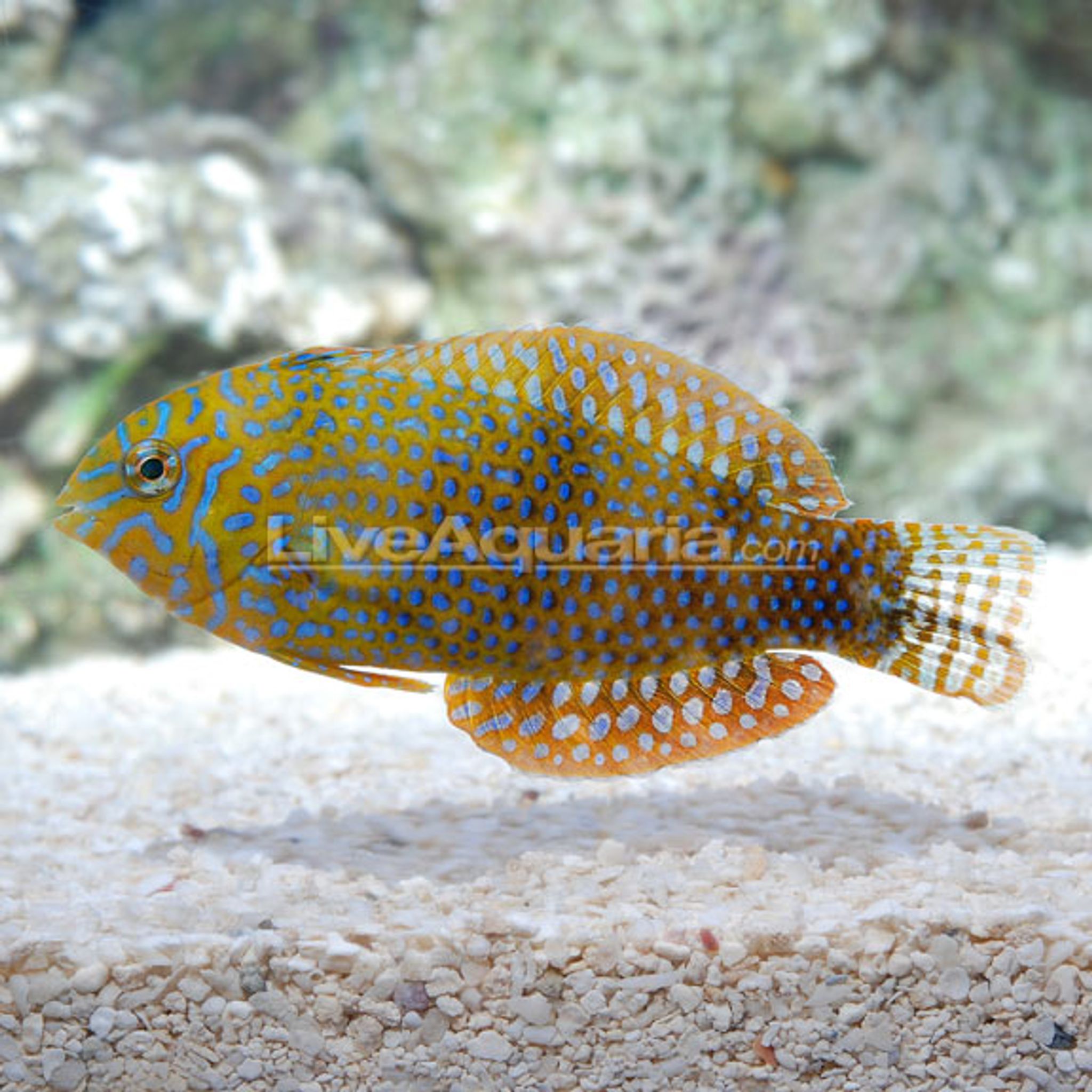 Potter's Leopard Wrasse EXPERT ONLY (Macropharyngodon geoffroyi)