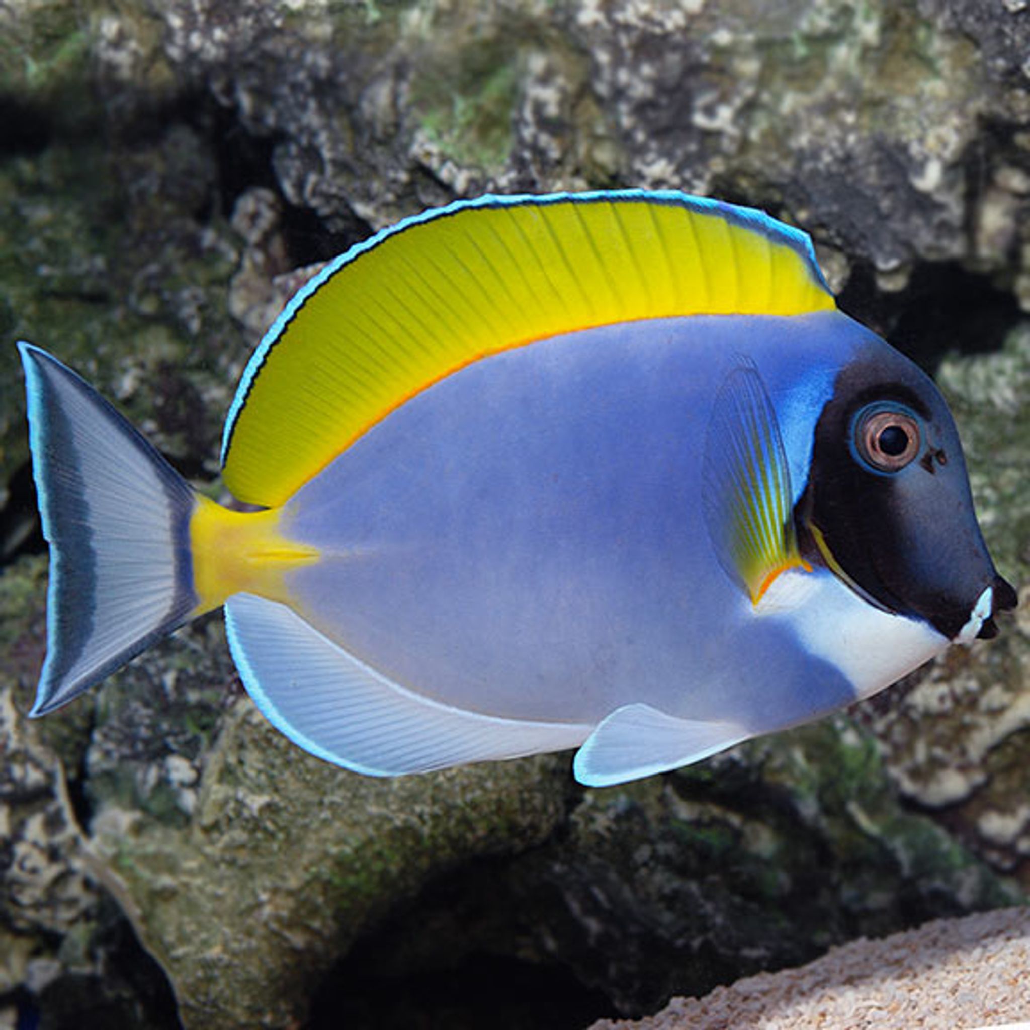 How to Feed Blue Tang: Foods, Frequency and Common Feeding Problems
