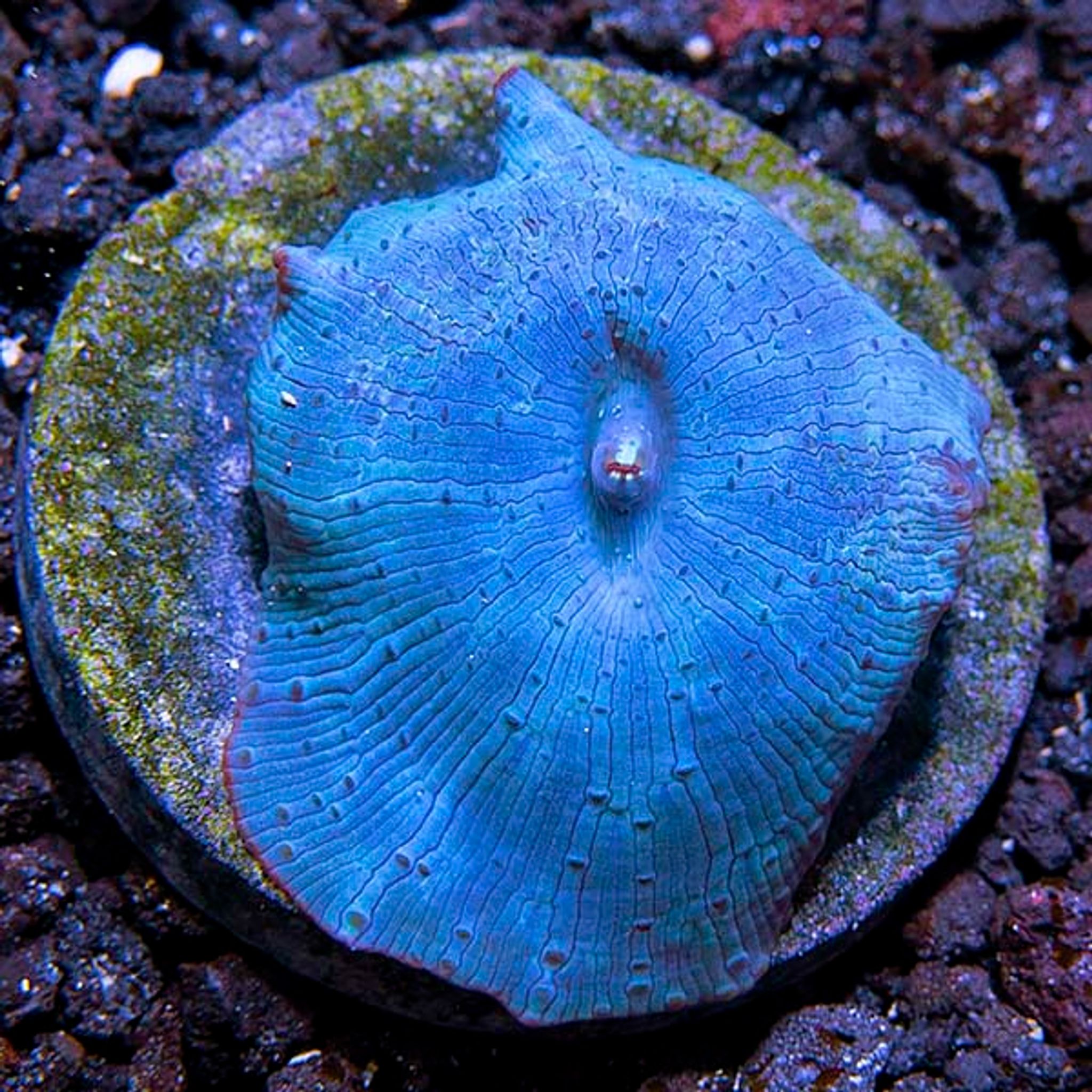 Premium Aquacultured Beginner Soft Coral Packs