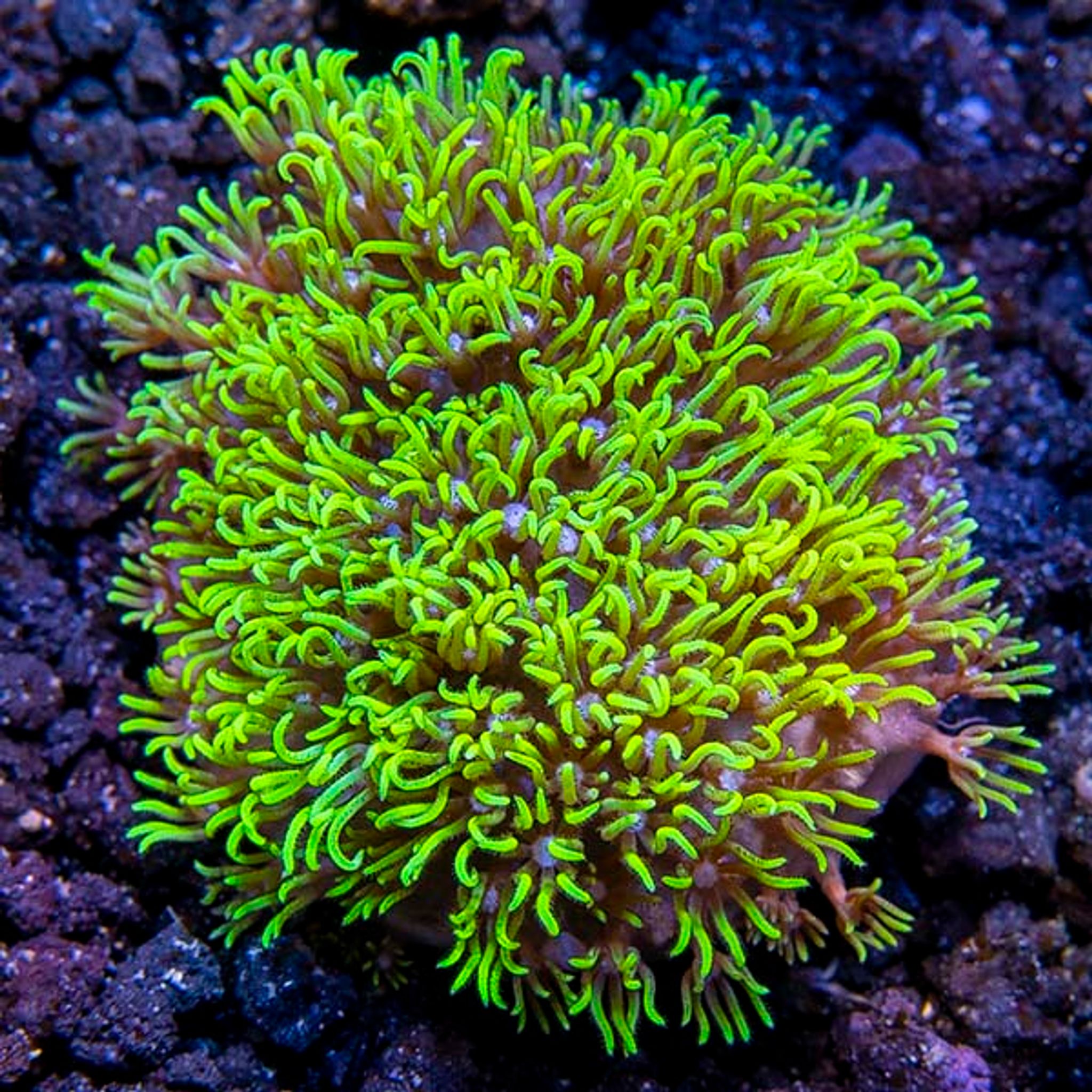 Premium Aquacultured Beginner Soft Coral Packs