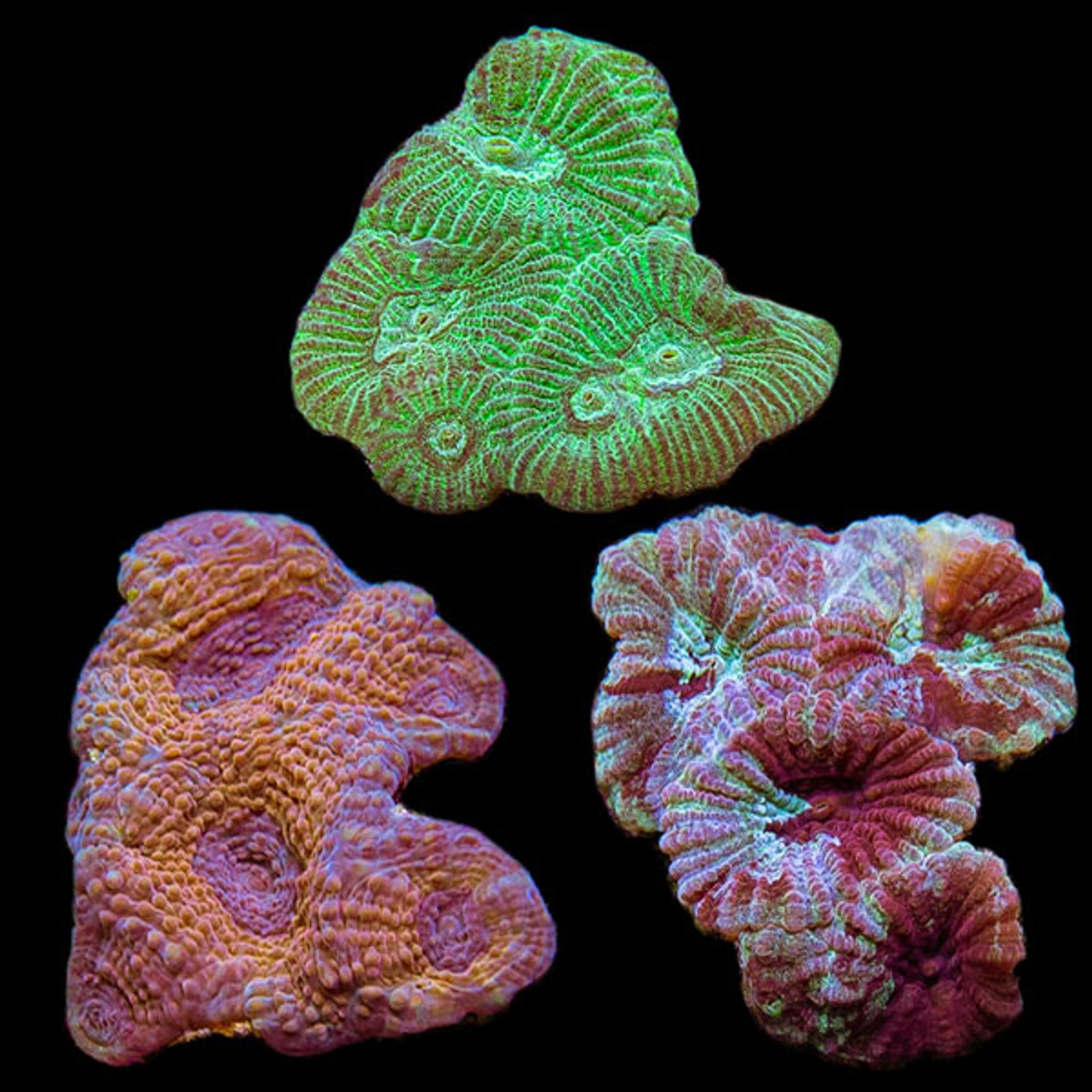 The Fastest-Growing Saltwater Aquarium Trends of 2026
