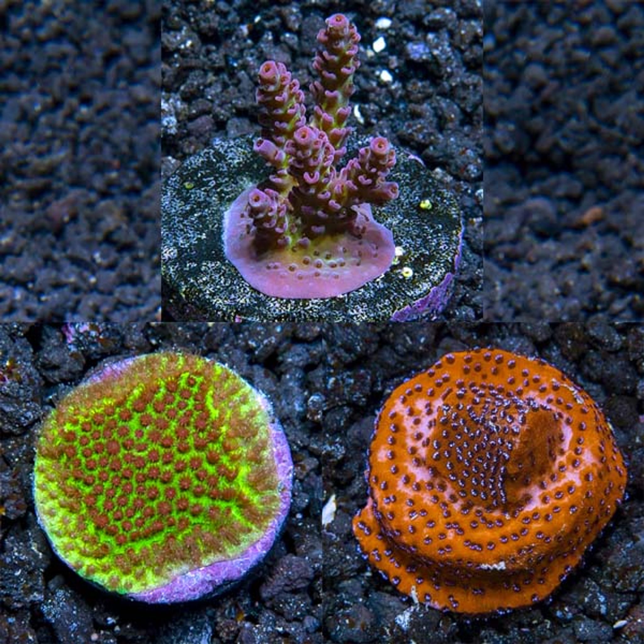 Premium Aquacultured SPS Coral Packs