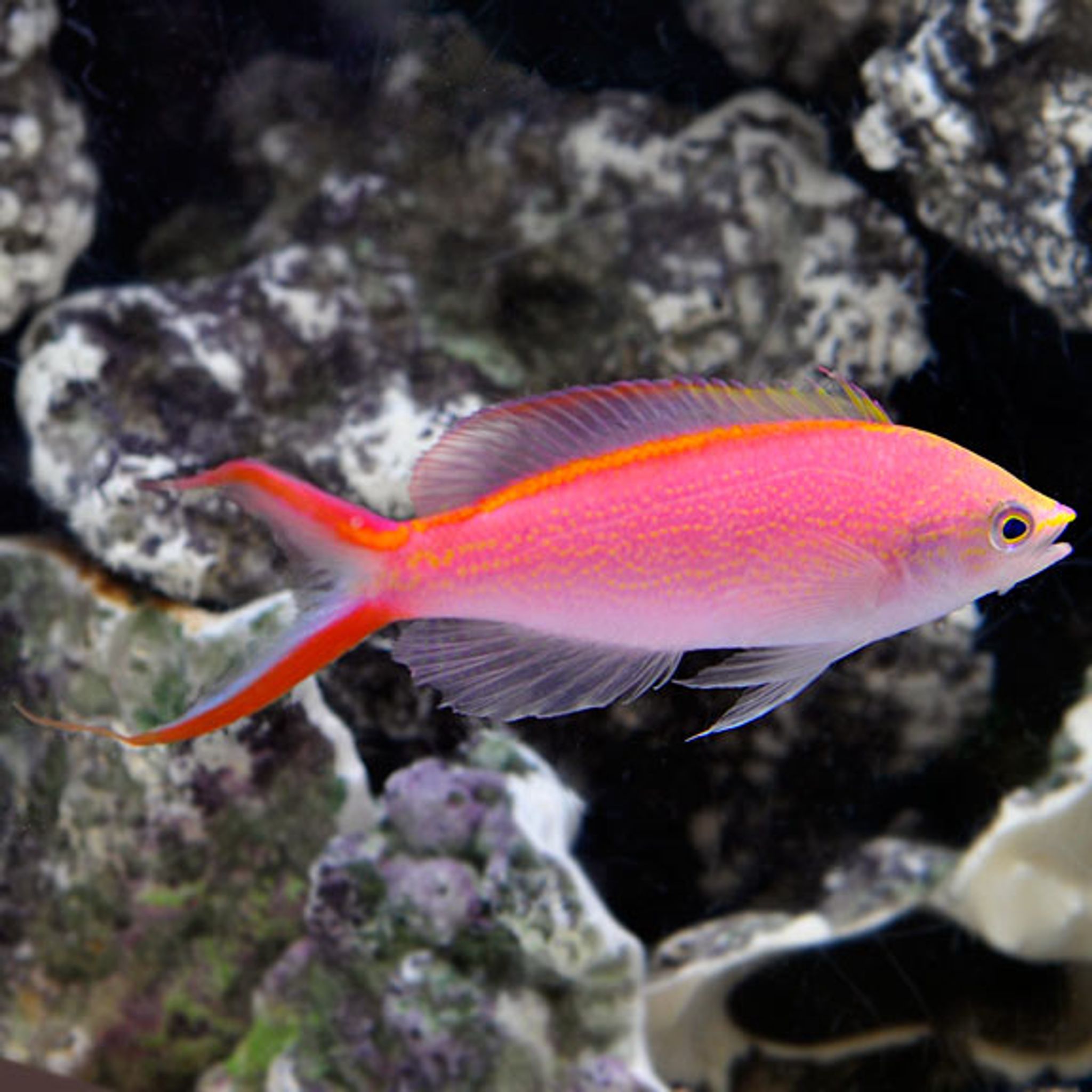 Princess Anthias (Pseudanthias smithvanizi)