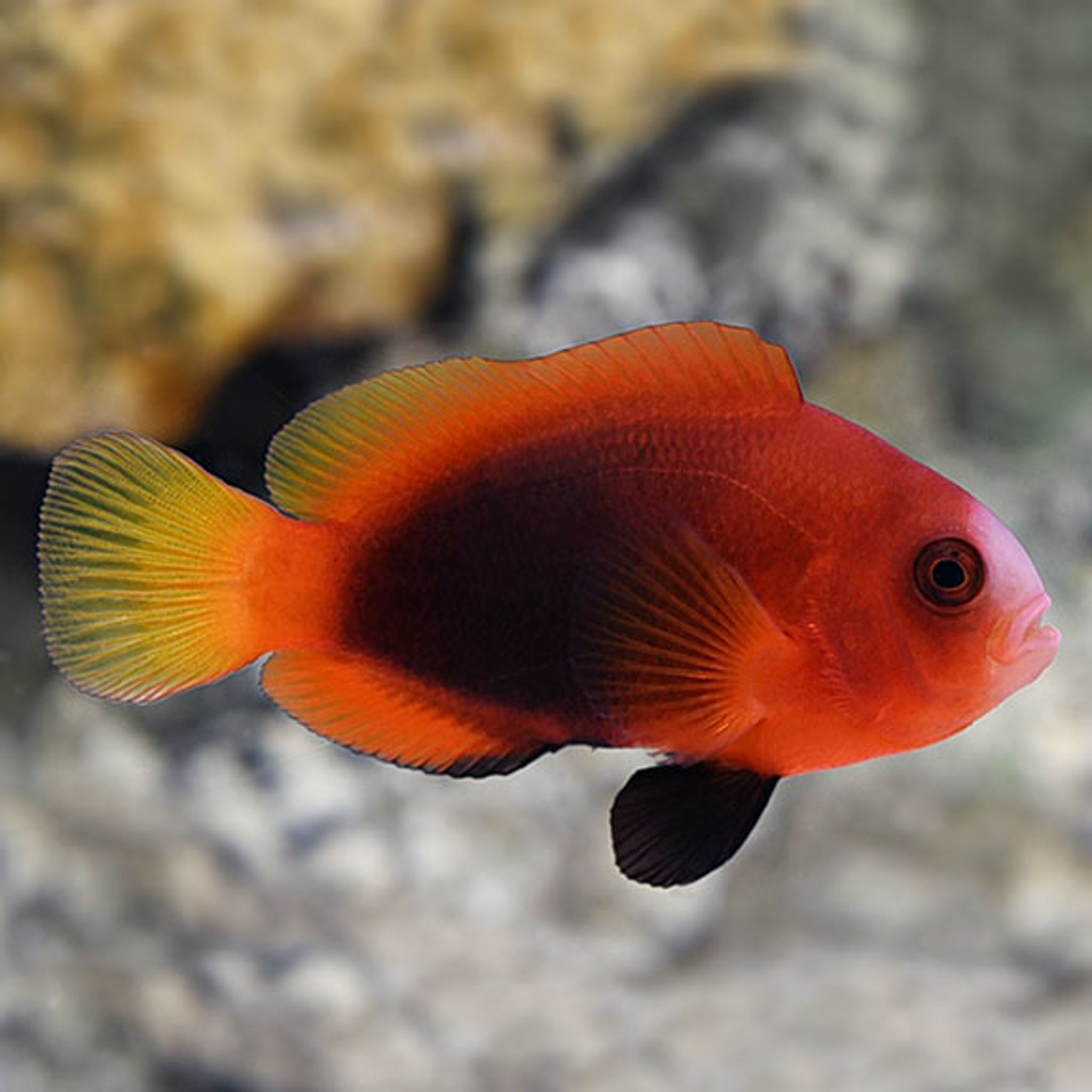 Proaquatix Captive-Bred Cinnamon Clownfish