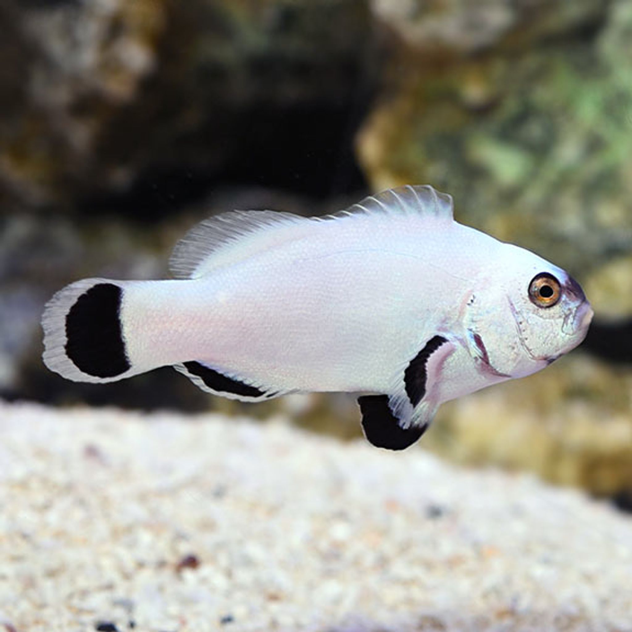 Captive-Bred Flurry Clownfish