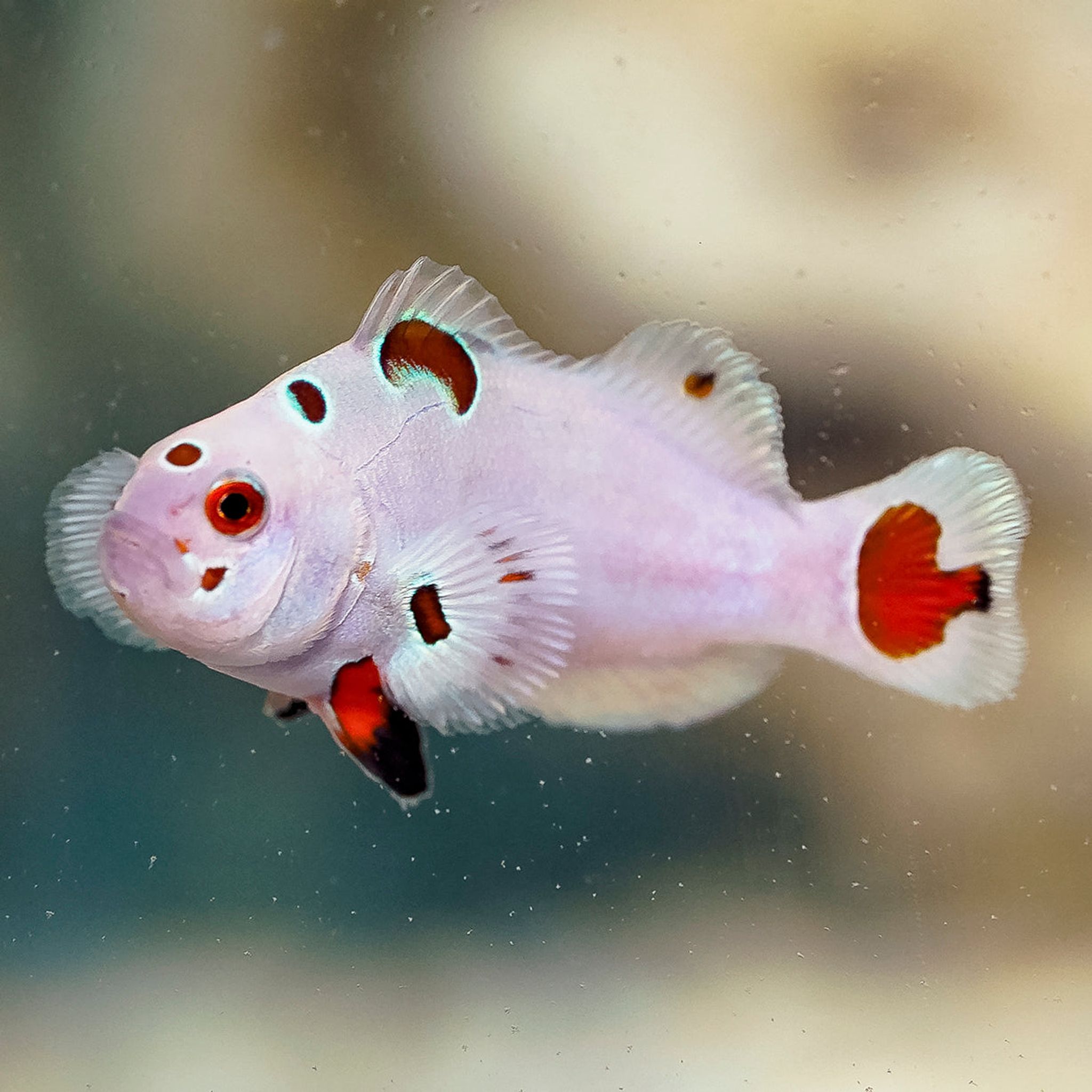 Proaquatix Captive-Bred Super Storm Clownfish