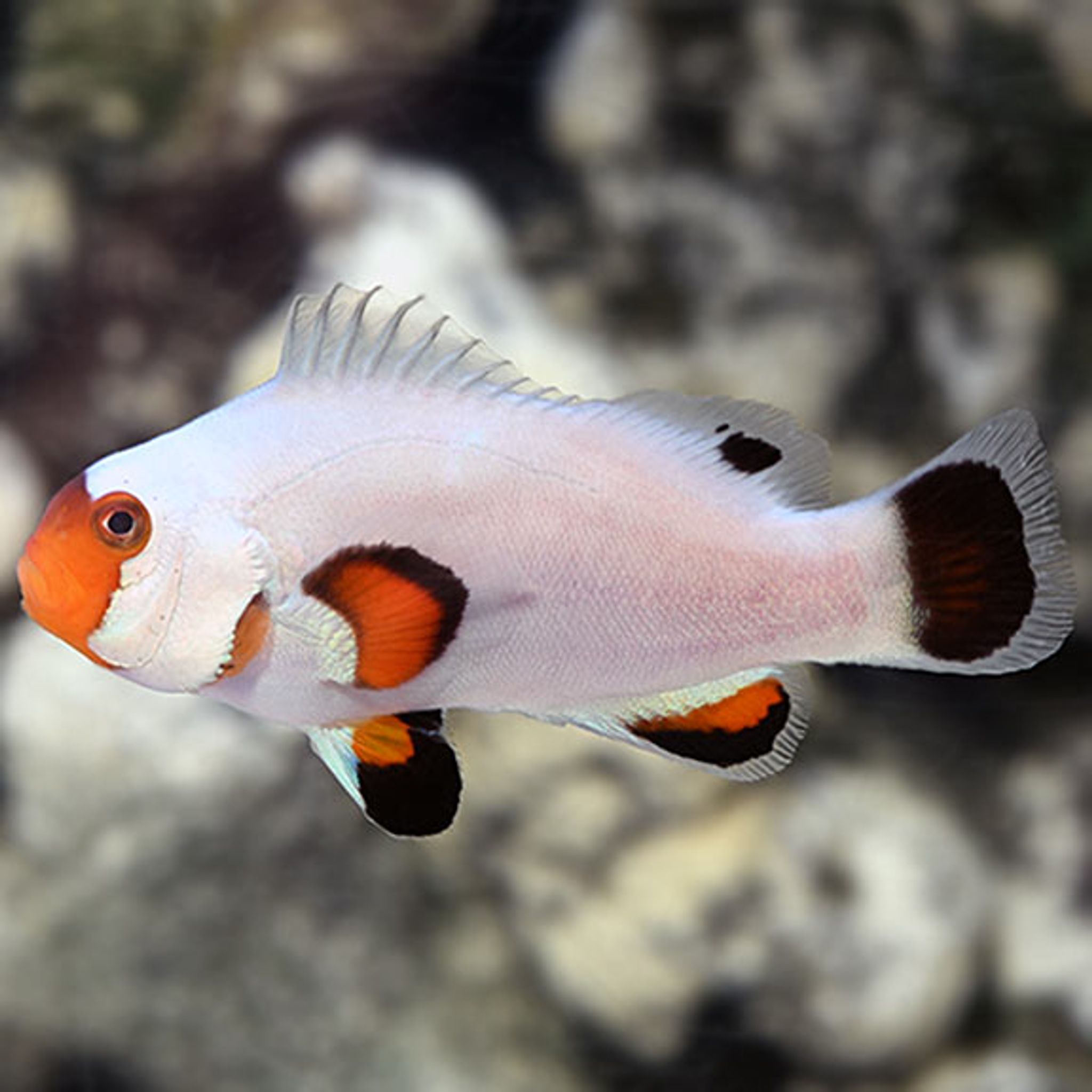 Captive-Bred Wyoming White Clownfish