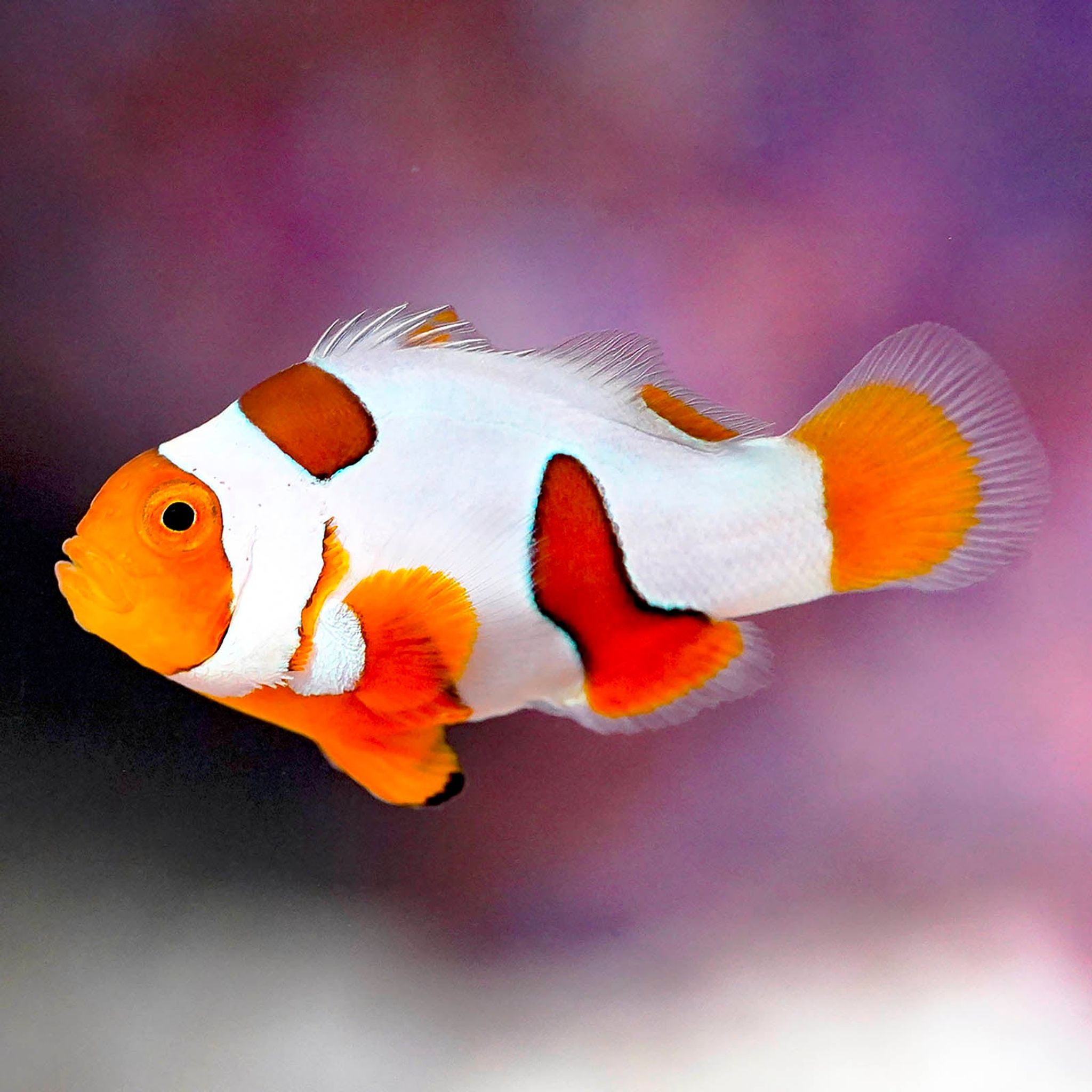 Proaquatix Extreme Picasso Clownfish