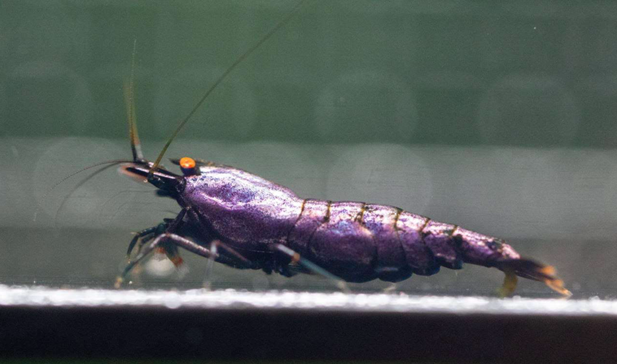 purple oe