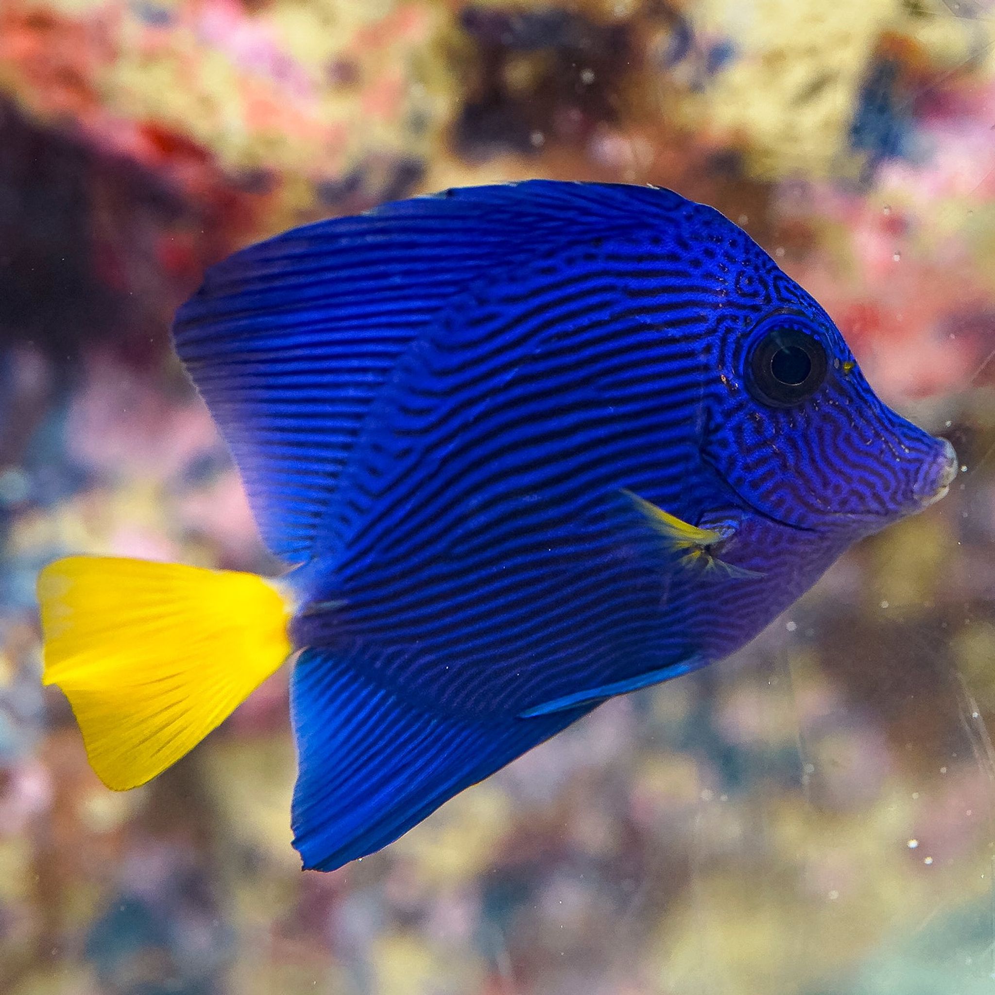 Purple Tang 2.5" WYSIWYG