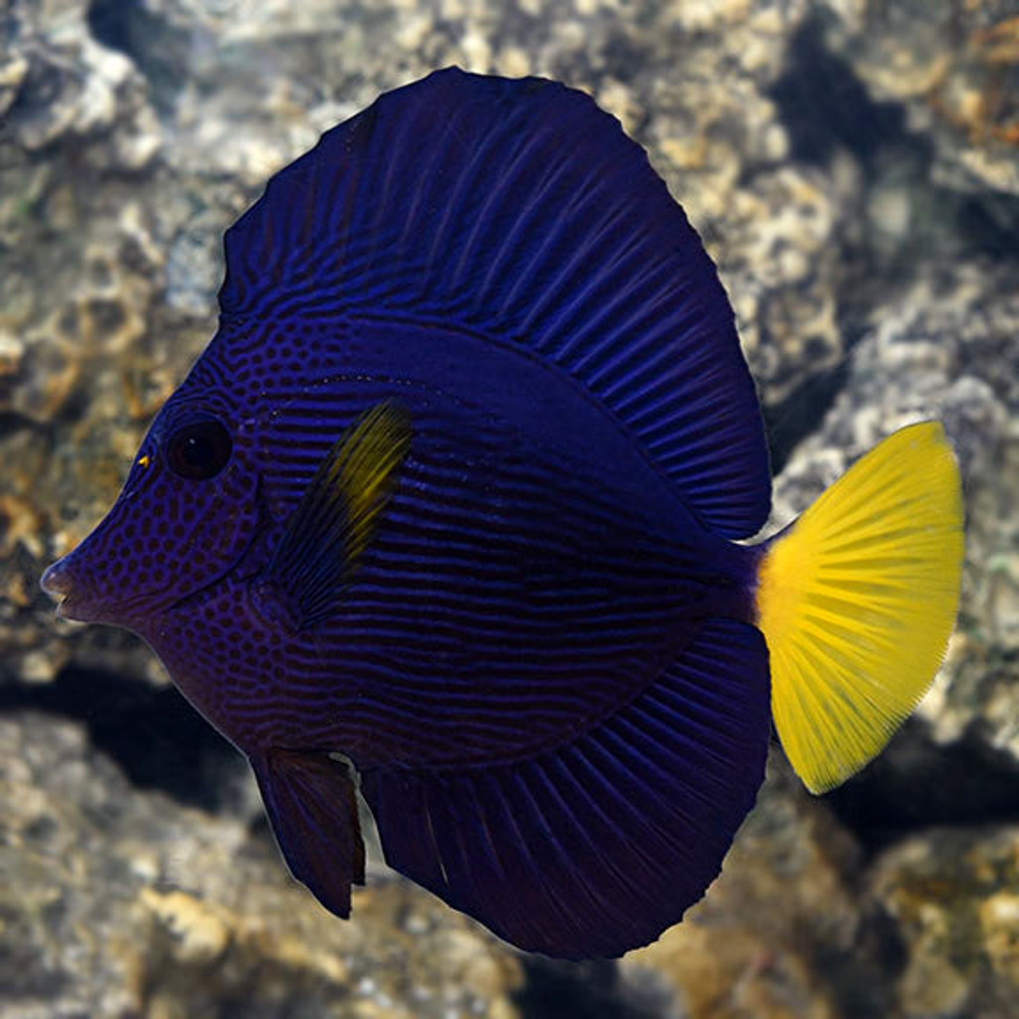 Purple Tang Care Guide: Tank Size, Diet, Compatibility and Reef Safety