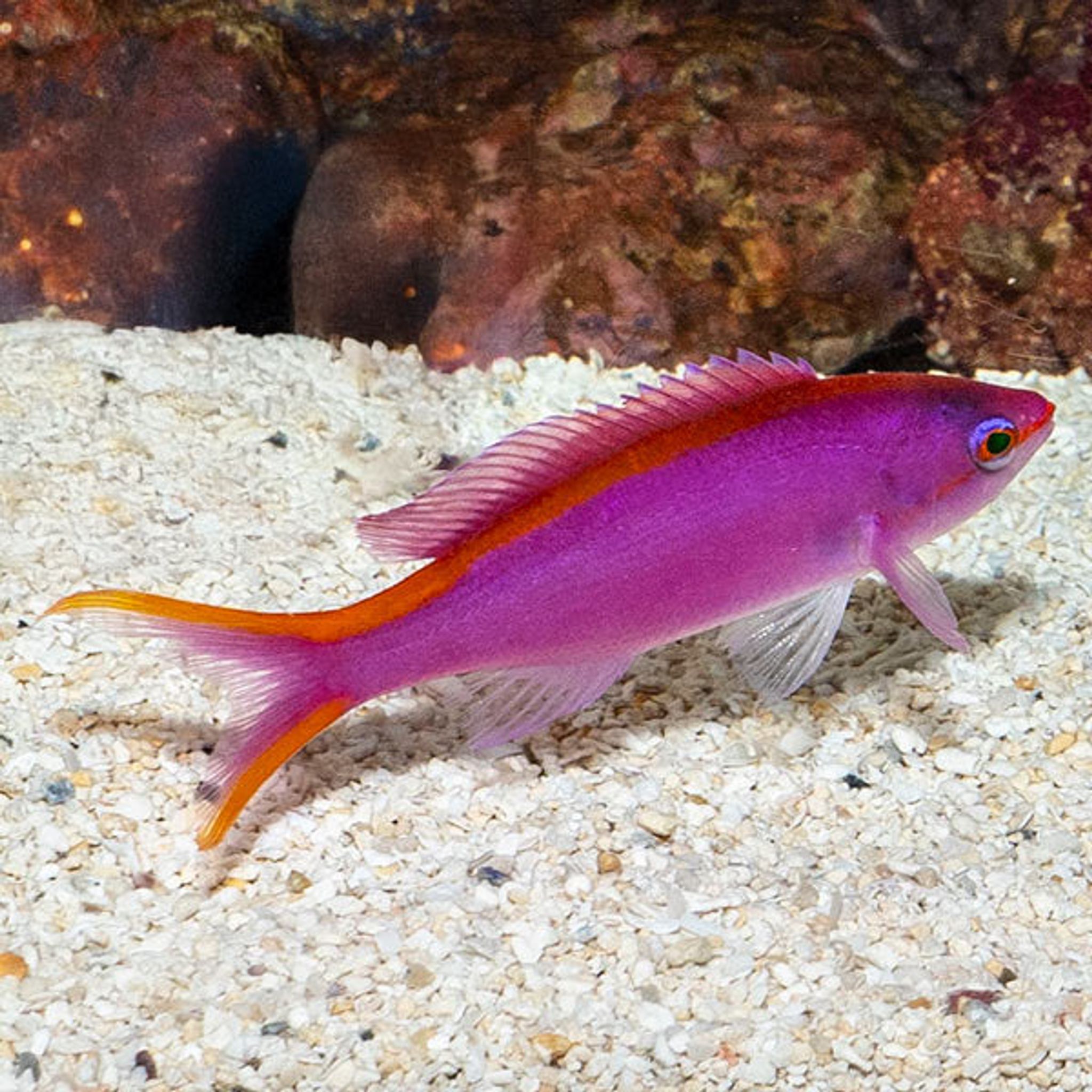 Queen Purple Anthias - Expert Only
