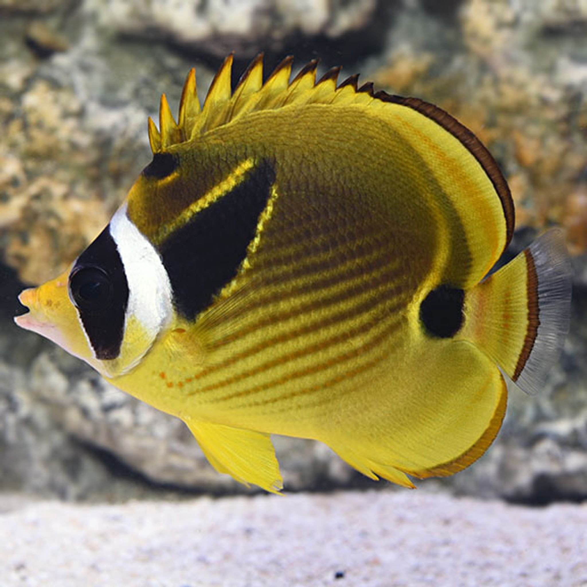 Is Raccoon Butterflyfish Reef Safe? Coral and Invertebrate Compatibility Explained