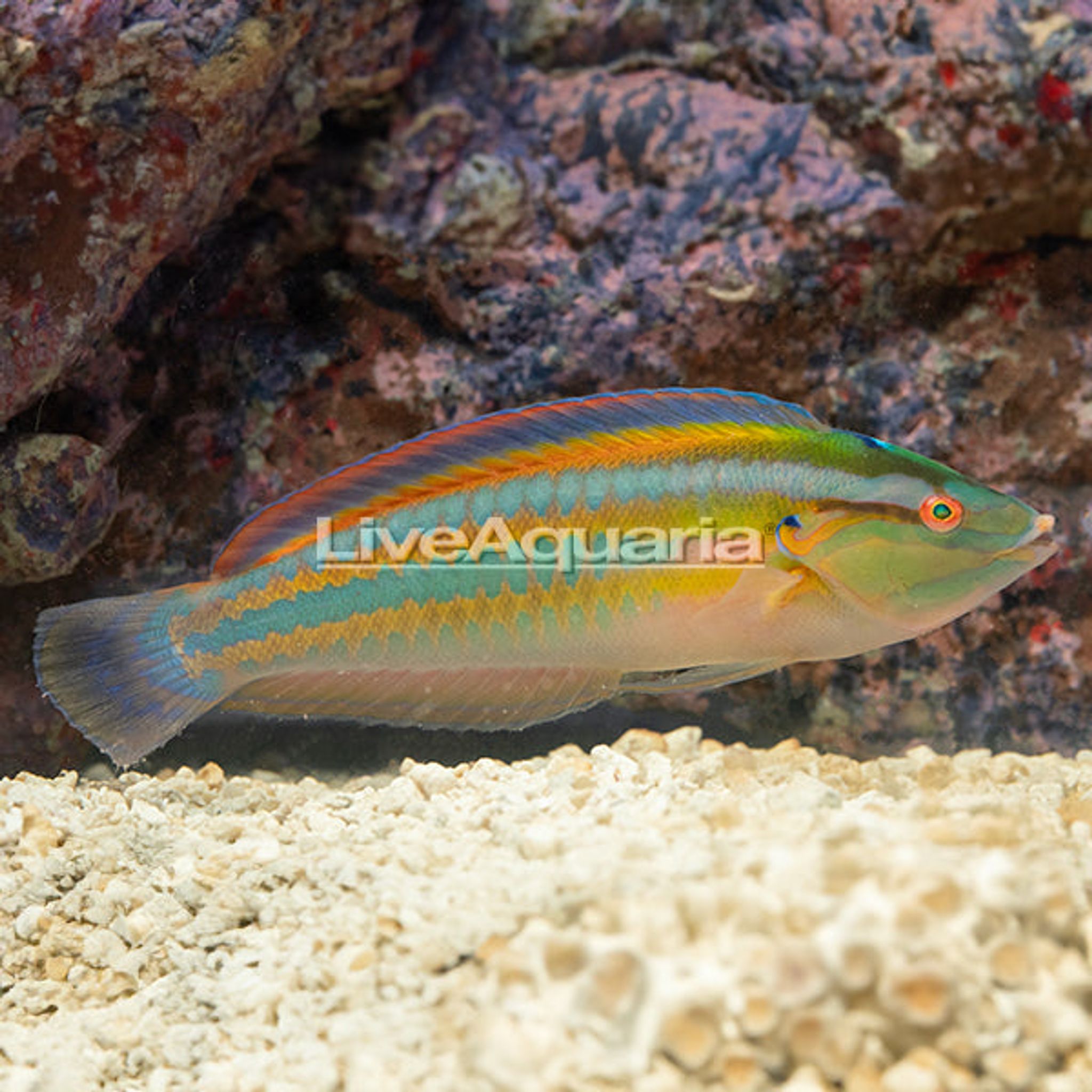 Rainbow Wrasse (Coris atlantica)