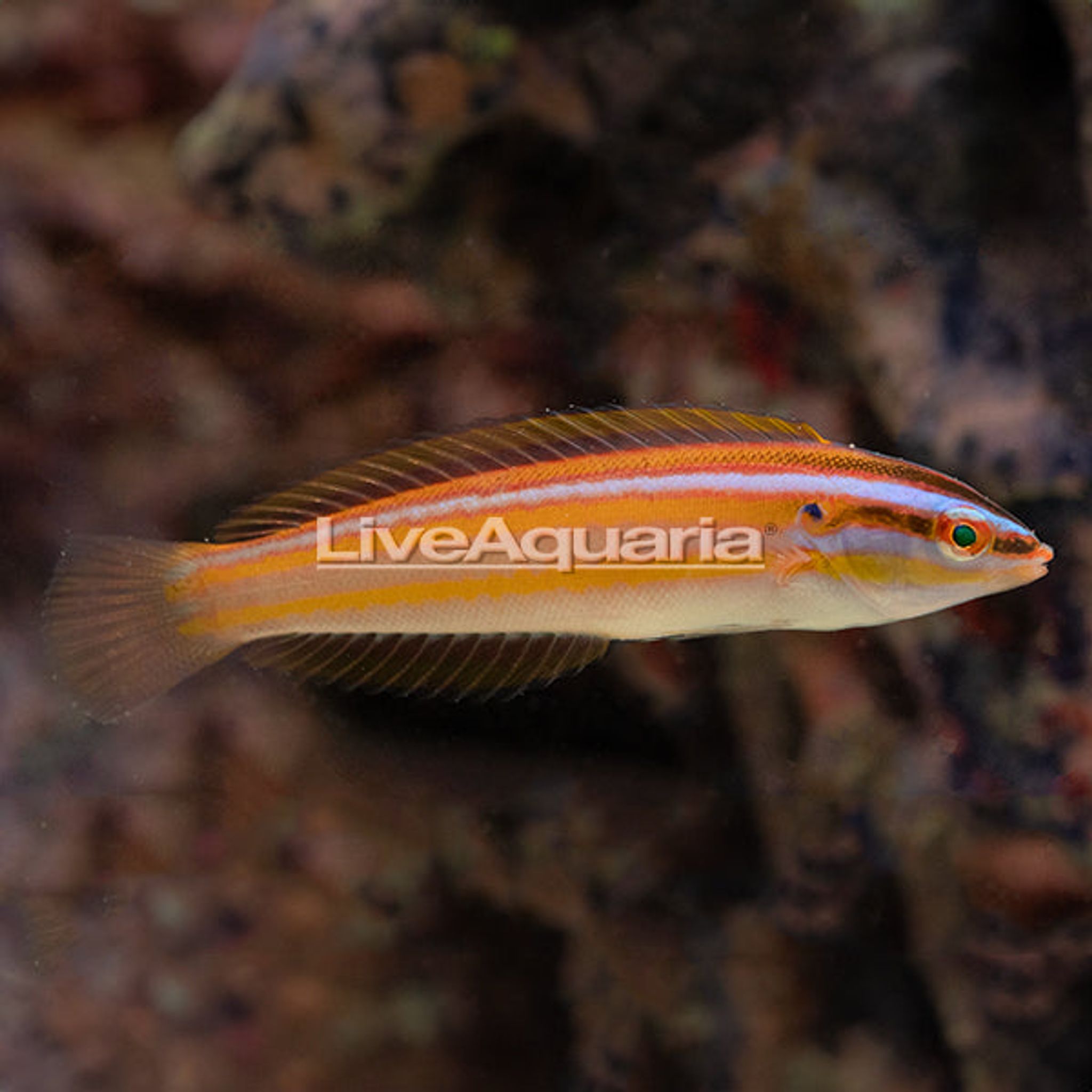 Rainbow Wrasse (Coris atlantica)