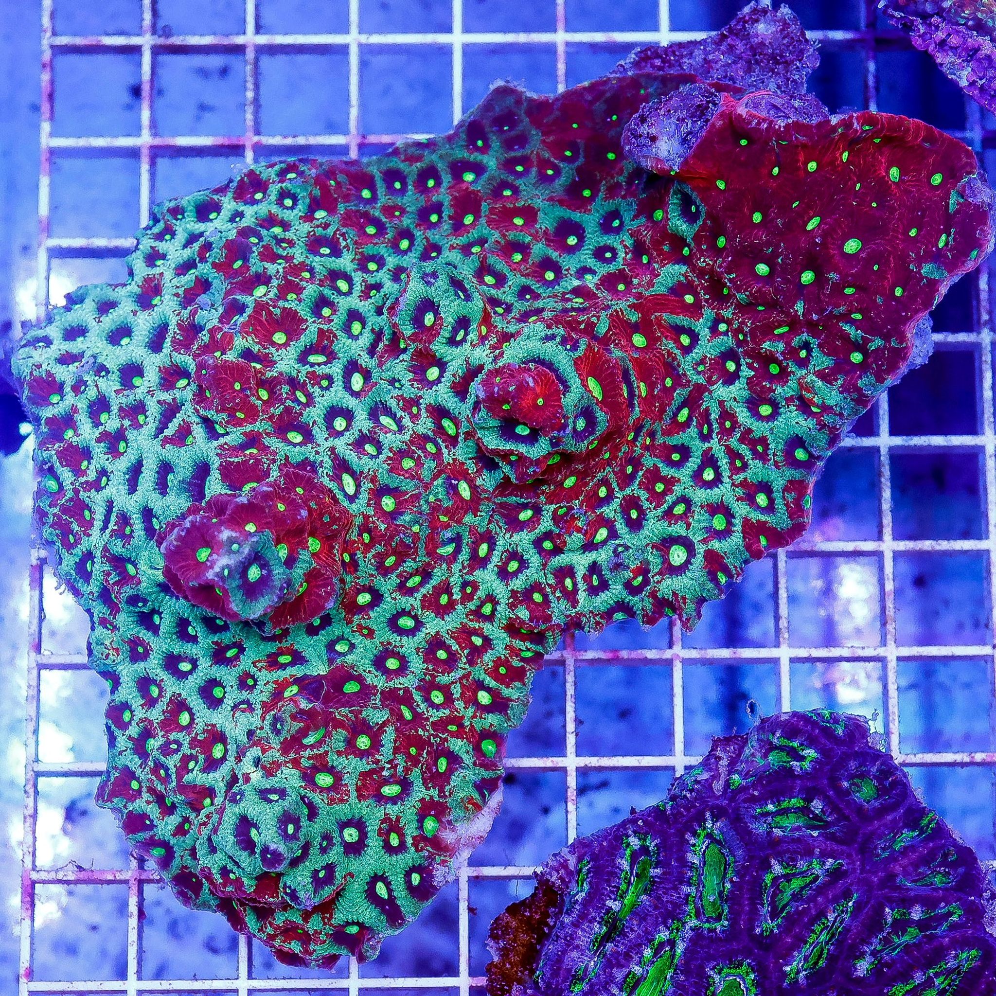 Red and Green War Coral 4.5" WYSIWYG