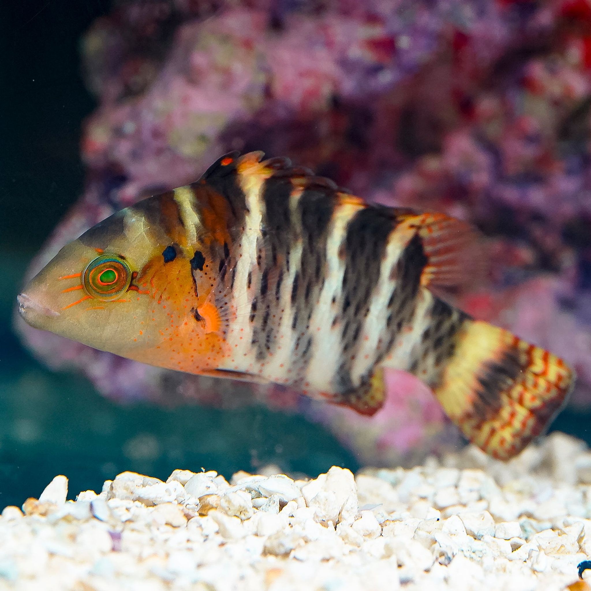 Red Breast Wrasse 4.25" WYSIWYG
