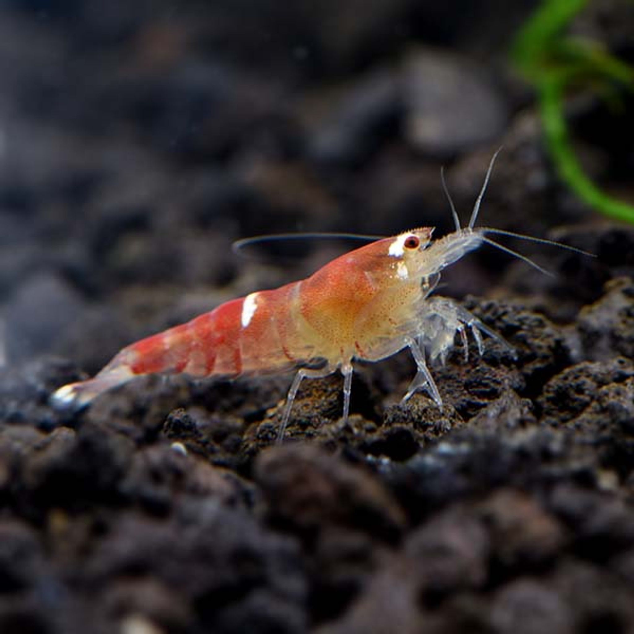 Best Colorful Freshwater Fish for Home Aquariums