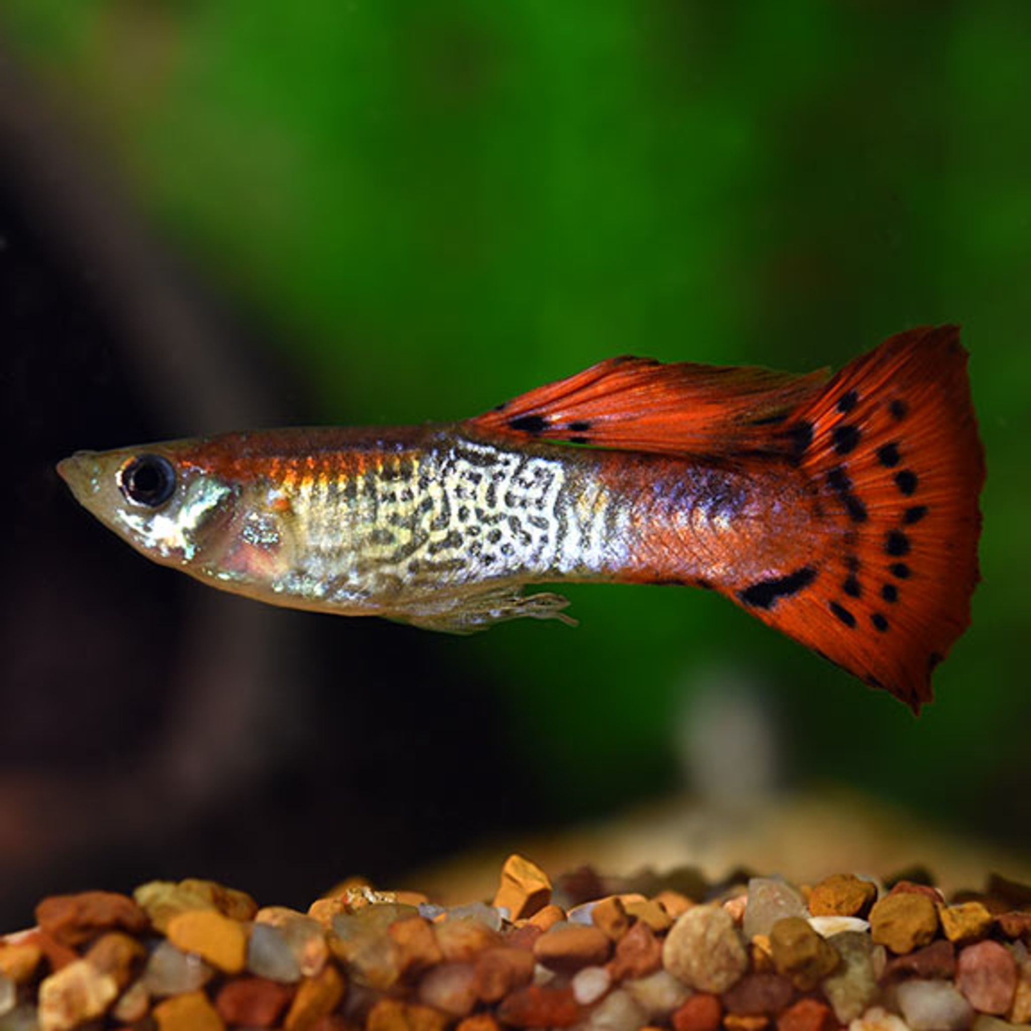 Red Cobra Guppy, Male (Poecilia reticulata)