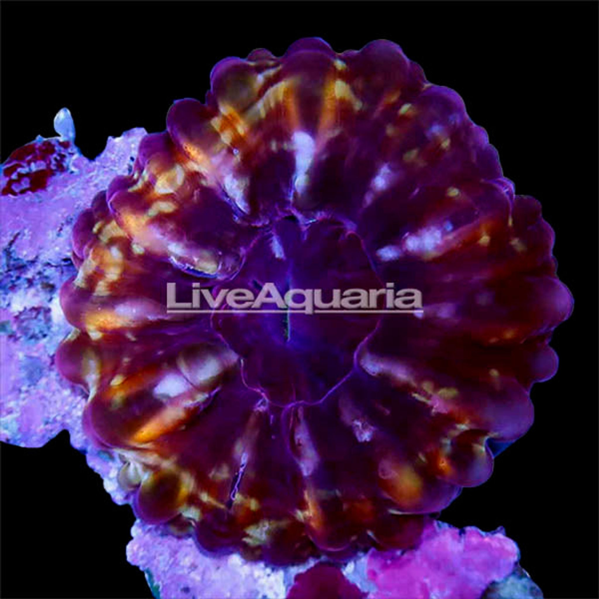 Red Cynarina Button Coral