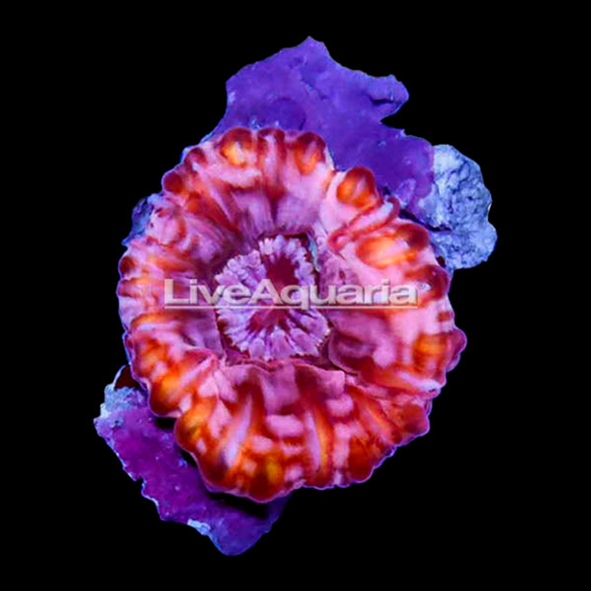 Red Cynarina Button Coral