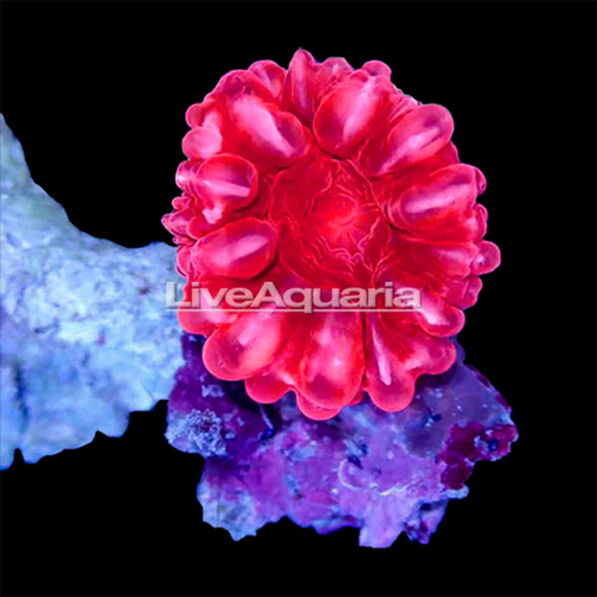 Red Cynarina Button Coral