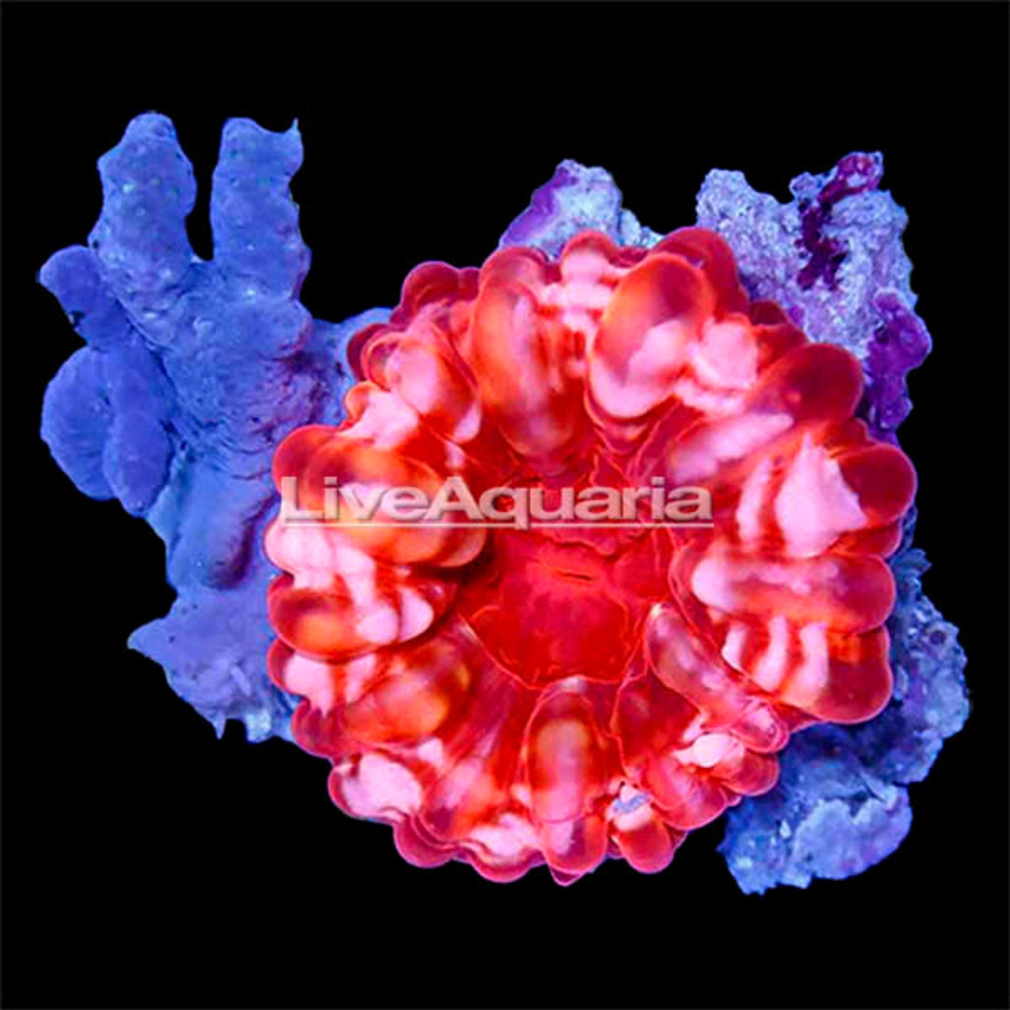 Red Cynarina Button Coral