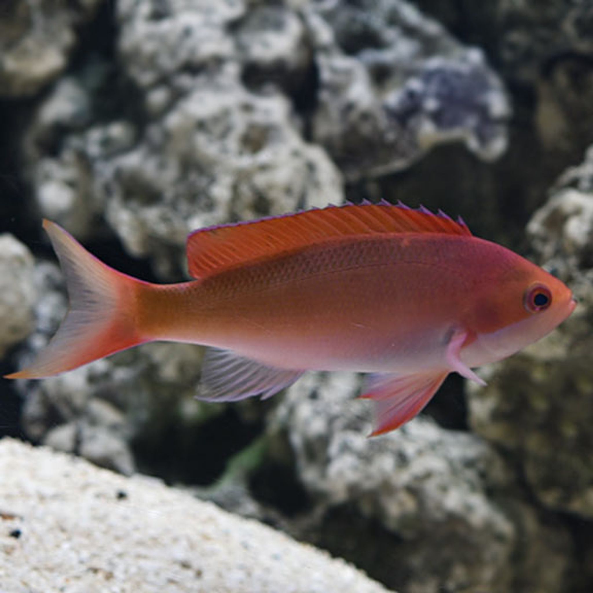 Red Fairy / kashiwae Anthias (Pseudanthias kashiwae)