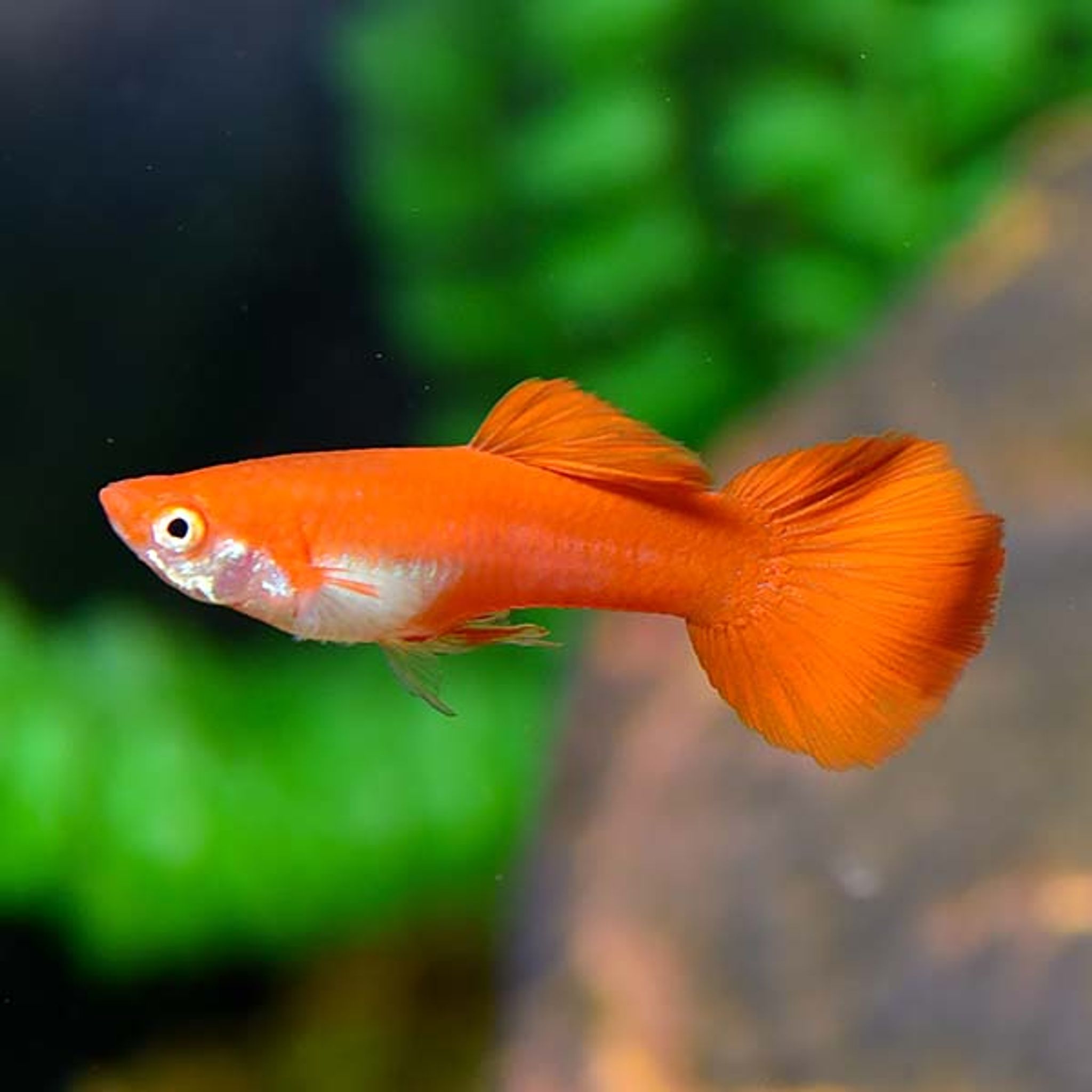 What Do Guppy Eat? A Practical Feeding Guide