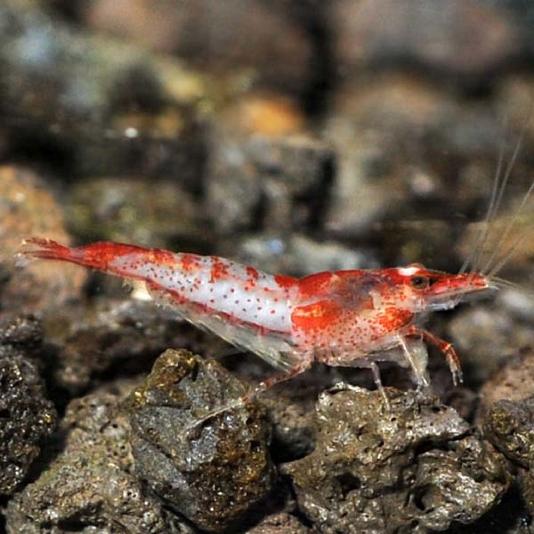 How to Cycle a Freshwater Aquarium From Scratch