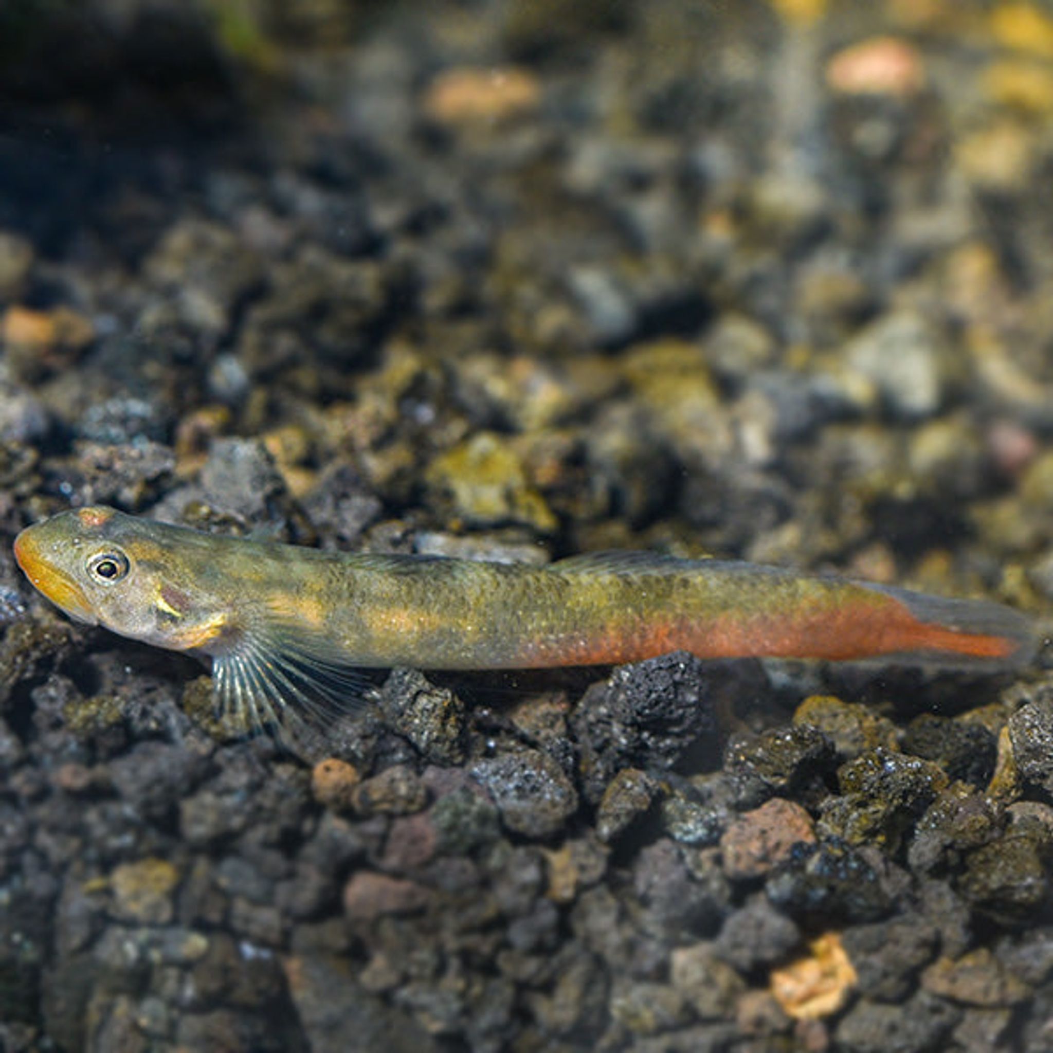 Red Lips Goby (Sicyopus rubicundus)