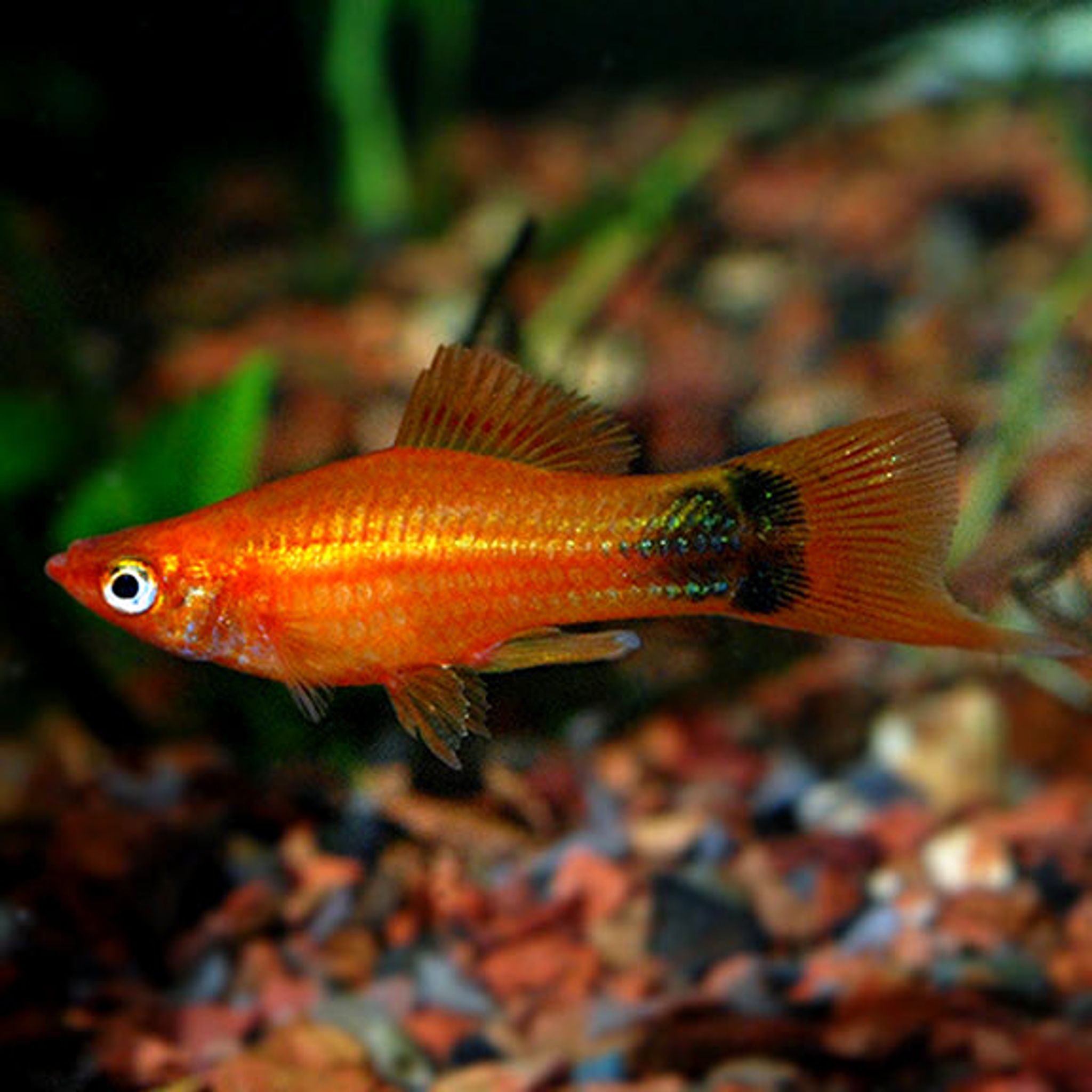 What Do Swordtail Eat? A Practical Feeding Guide