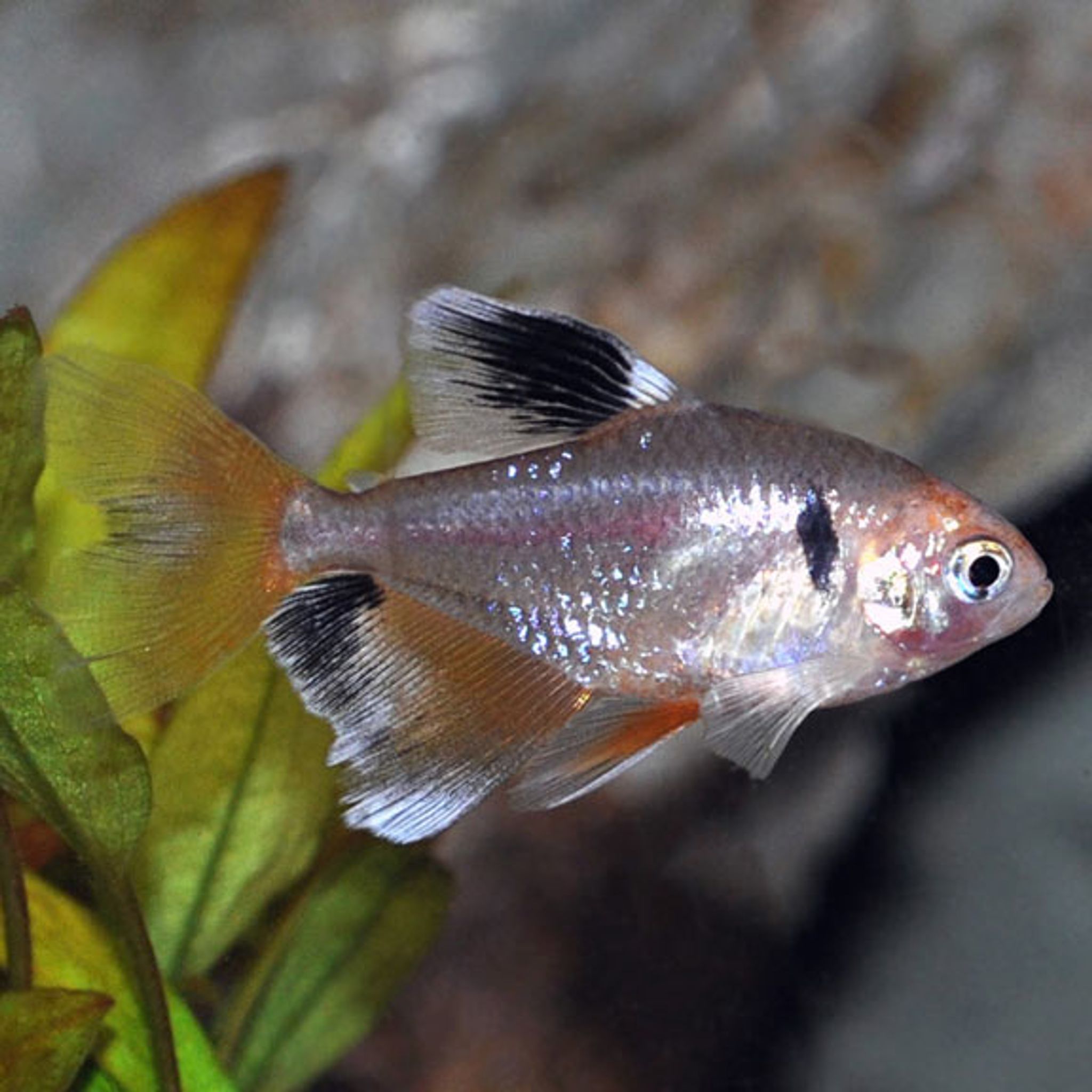 Red Minor Serpae Tetra 12pack