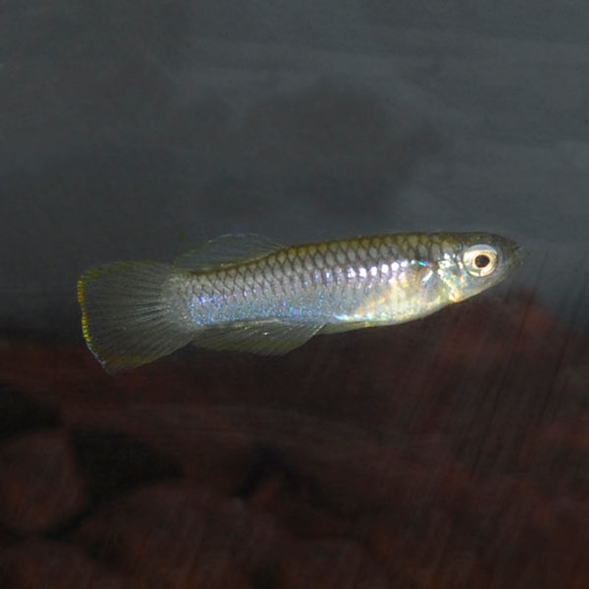 Red Neon Blue Eye Rainbow