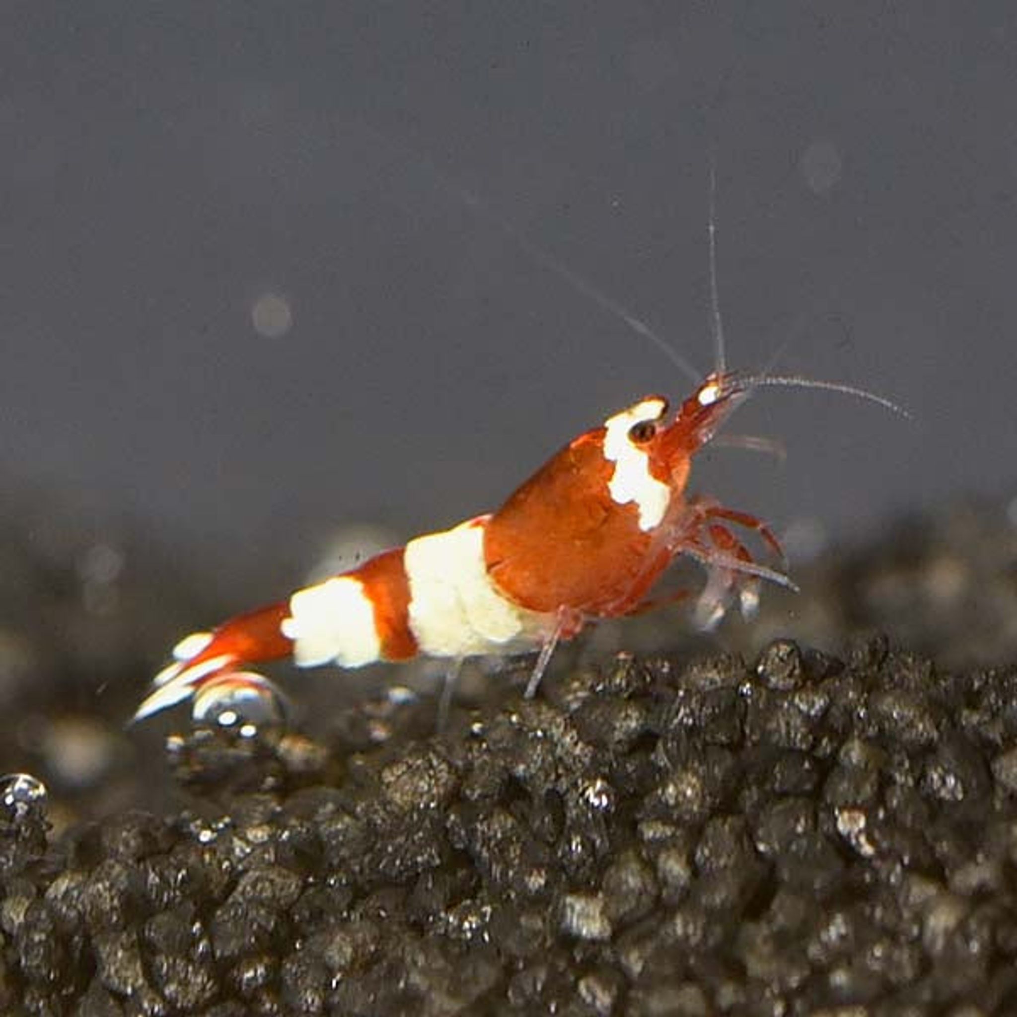 Red Panda Shrimp