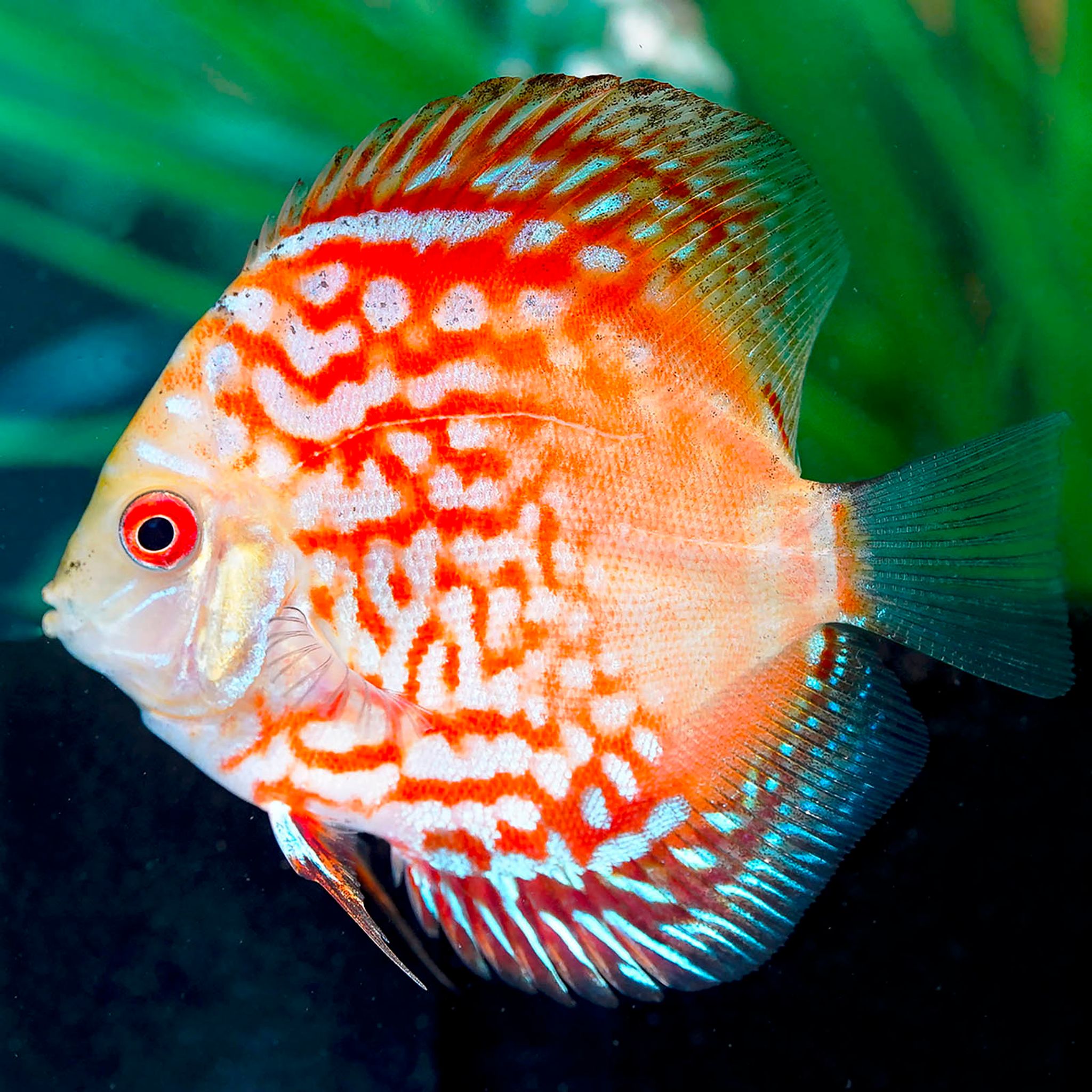 Red Pigeon Blood Discus