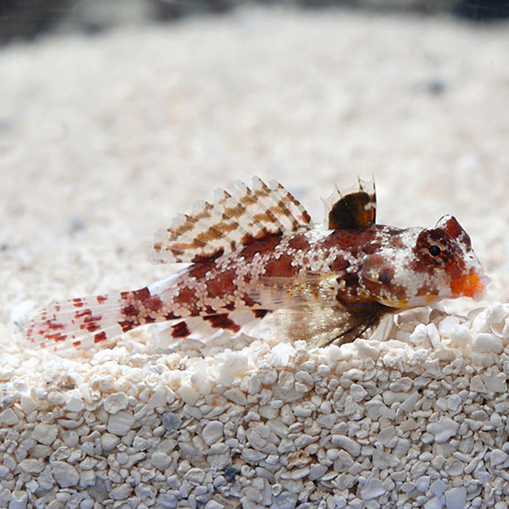 How to Feed Mandarin Dragonet: Foods, Frequency and Common Feeding Problems