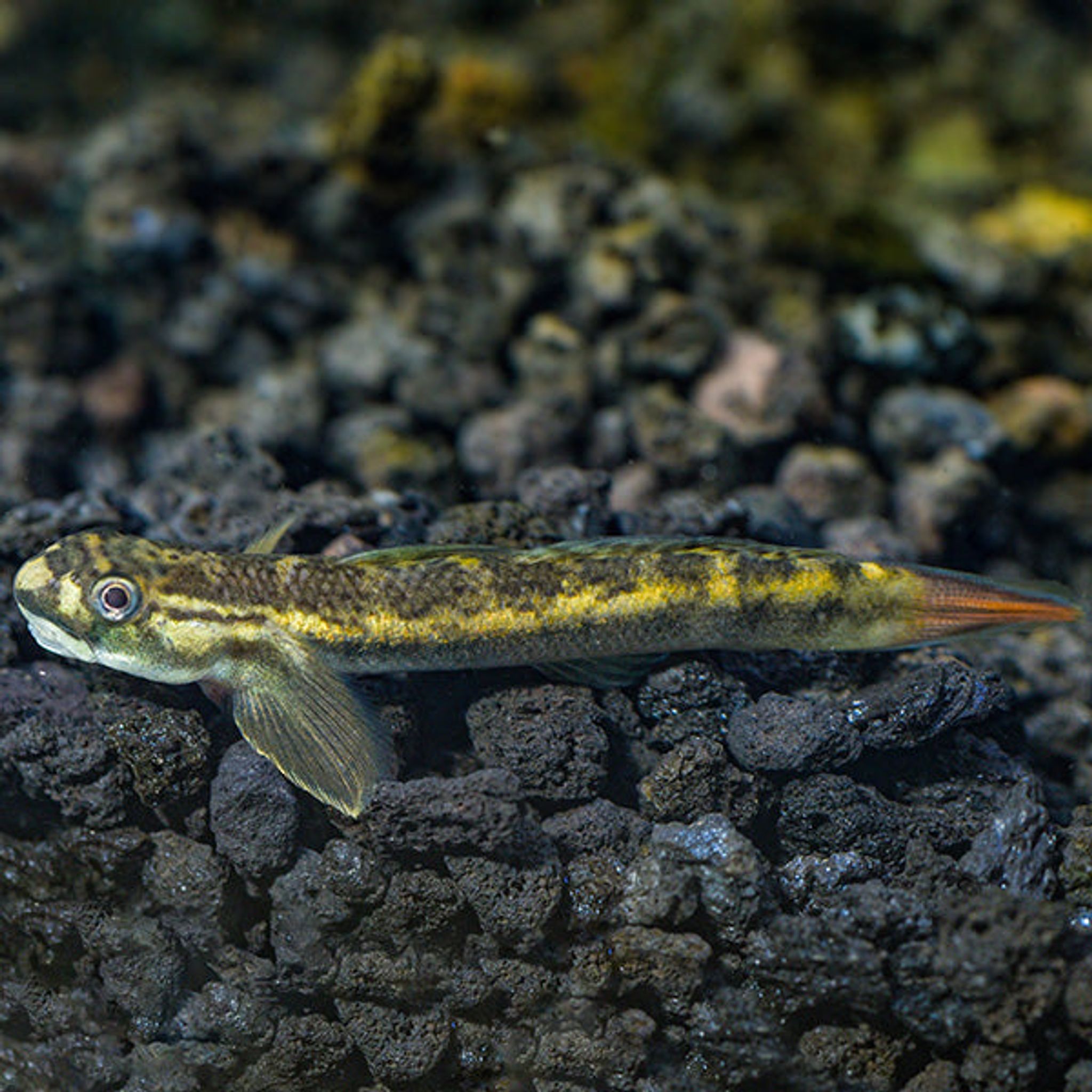 Red Tailed Goby (Sicyopterus lagocephalus)