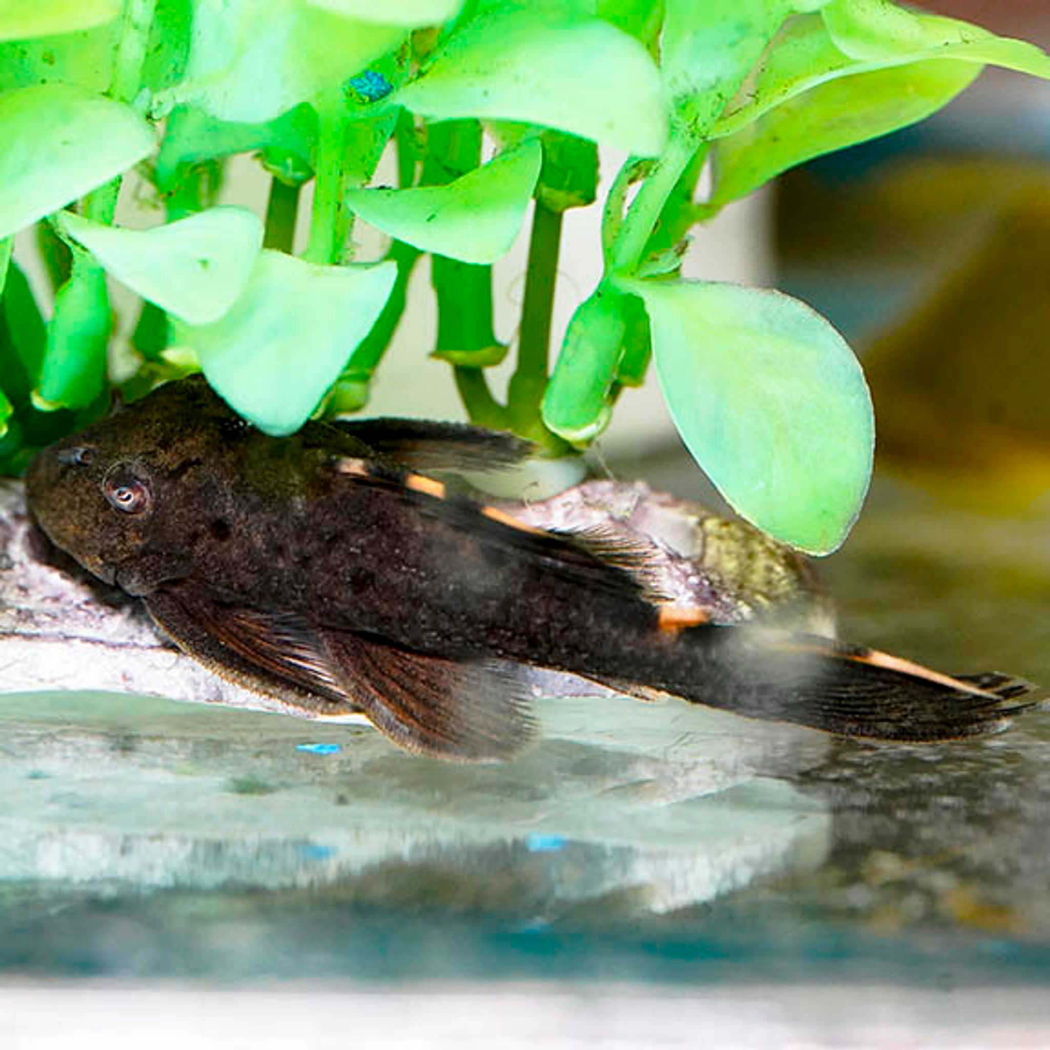 Redfin Blackspot (L-091) Plecostomus 2.75" WYSIWYG